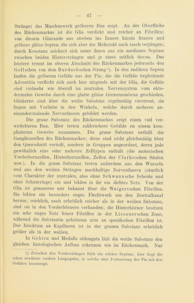 Stränge) das Maschenwerk gröberen Bau zeigt. An der Oberfläche des Rückenmarkes ist die Glia verdickt und reicher an Fibrillen; von diesem Gliarande aus streben ins Innere hinein feinere und gröbere gliöse Septen. die sich aber der Mehrzahl nach rasch verjüngen; durch Konstanz zeichnet sich unter ihnen aus ein medianes Septum zwischen beiden Hintersträngen und je eines seitlich davon. Das letztere trennt im oberen Abschnitt des Rückenmarkes jederseits den G oll sehen von dem Burdachschen Strang1). In den radiären Septen laufen die gröberen Gefäße aus der Pia; die die Gefäße begleitende Adventitia verflicht sich auch hier nirgends mit der Glia, die Gefäße sind vielmehr wie überall im zentralen Nervensystem vom ekto- dermalen Gewebe durch eine glatte gliöse Grenzmembran geschieden. Gliakerne sind über die weiße Substanz regelmäßig verstreut, sie liegen mit Vorliebe in den Winkeln, welche durch mehrere an- einanderstoßende Nervenfasern gebildet werden. Die graue Substanz des Rückenmarkes zeigt einen viel ver- wickelteren Bau. Hier treten zahlreichere Gebilde zu einem kom- plizierten Gewebe zusammen. Die graue Substanz enthält die Ganglienzellen des Rückenmarkes; diese sind nicht gleichmäßig über den Querschnitt verteilt, sondern in Gruppen angeordnet, deren jede gewöhnlich eine oder mehrere Zelltypen enthält (die motorischen Vorderhornzellen, Hinterhornzellen, Zellen der Clarkeschen Säulen usw.). In die graue Substanz treten außerdem aus den Wurzeln und aus den weißen Strängen markhaltige Nervenfasern (sämtlich vom Charakter der zentralen, also ohne Sch wann sehe Scheide und ohne Schnürringe) ein und bilden in ihr ein dichtes Netz. Von der Glia ist genaueres nur bekannt über die Weigertschen Fibrillen. Sie bilden ein besonders enges Flechtwerk um den Zentralkanal herum; reichlich, noch erheblich reicher als in der weißen Substanz, sind sie in den Vorderhörnern vorhanden; die Hinterhörner besitzen ein sehr enges Netz feiner Fibrillen in der Lissauerschen Zone, während die Substantia gelatinosa arm an spezifischen Fibrillen ist. Der Reichtum an Kapillaren ist in der grauen Substanz erheblich größer als in der weißen. In Gehirn und Medulla oblongata läßt die weiße Substanz den gleichen histologischen Aufbau erkennen wie im Rückenmark. Nur 1) Zwischen den Vordersträngen fehlt ein solches Septum; hier liegt die schon erwähnte vordere Längsspalte, in welche eine Fortsetzung der Pia mit den Gefäßen hineinragt.