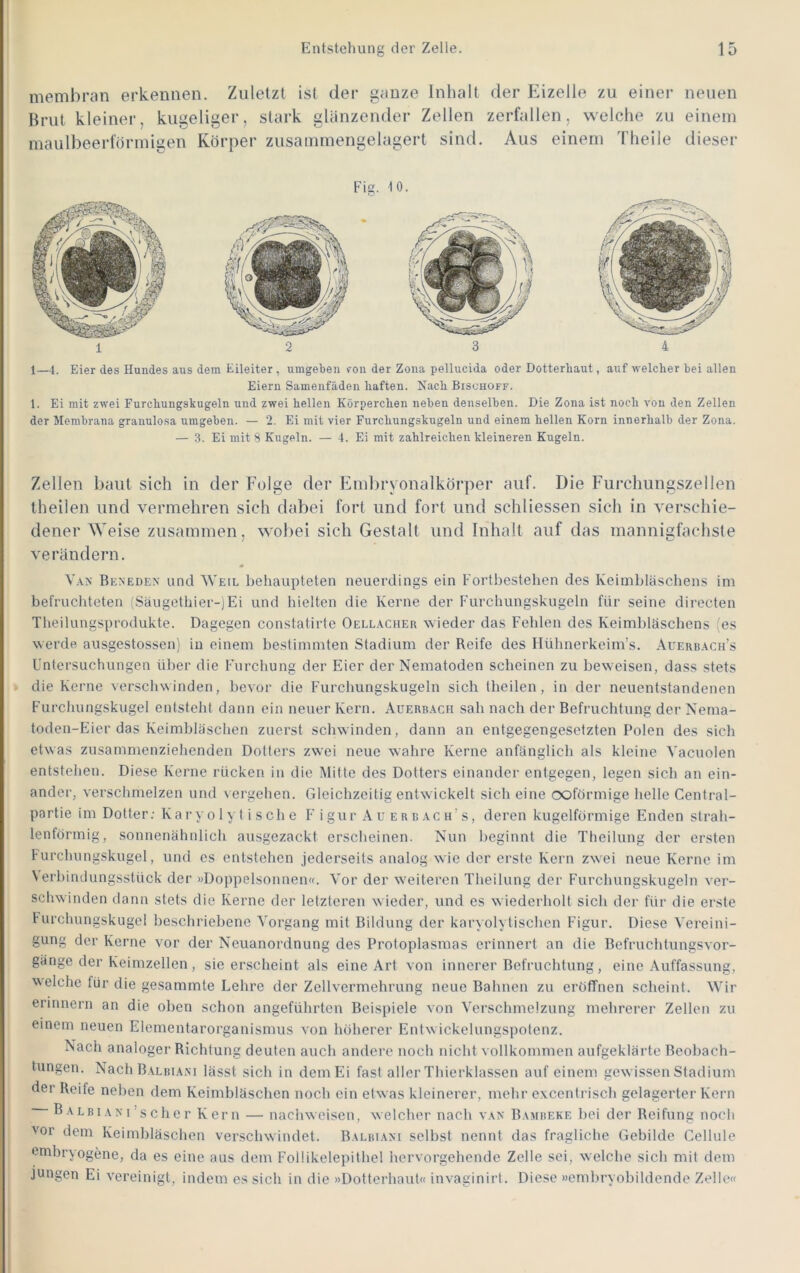 membran erkennen. Zuletzt ist der ganze Inhalt der Eizelle zu einer neuen Brut kleiner, kugeliger, stark glänzender Zellen zerfallen, welche zu einem maulbeerförinigen Körper zusainmengelagert sind. Aus einem Theile dieser Fig. 10. 12 3 4 1—4. Eier des Hundes aus dem Eileiter , umgeben fon der Zona pellucida oder Dotterbaut, auf welcher bei allen Eiern Samenfäden haften. Nach Bisuhoff. 1. Ei mit zwei Furchungskugeln und zwei hellen Körperchen neben denselben. Die Zona ist noch von den Zellen der Membrana granulosa umgeben. — 2. Ei mit vier Furchungskugeln und einem hellen Korn innerhalb der Zona. — 3. Ei mit 8 Kugeln. — 4. Ei mit zahlreichen kleineren Kugeln. Zellen baut sich in der Folge der Embryonalkörper auf. Die Furchungszellen theilen und vermehren sich dabei fort und fort und schliessen sich in verschie- dener Weise zusammen, wobei sich Gestalt und Inhalt auf das mannigfachste verändern. V.\N Beneden und AVeil behaupteten neuerdings ein Fortbestehen des Keimbläschens im befruchteten (Säugetliier-)Ei und hielten die Kerne der Furchungskugeln für seine directen Theilungsprodukte. Dagegen constatirte Oell.\cher wieder das Fehlen des Keimbläschens (es werde ausgestossen) in einem bestimmten Stadium der Reife des Hühnerkeim’s. Auekbach’s Untersuchungen über die Furchung der Eier der Nematoden scheinen zu beweisen, dass stets die Kerne verschwinden, bevor die Furcbungskugeln sich theilen, in der neuentstandenen Furchungskugel entsteht dann ein neuer Kern. Auerbach sah nach der Befruchtung der Nerua- toden-Eier das Keimbläschen zuerst schwinden, dann an entgegengesetzten Polen des sich etwas zusammenziehenden Dotters zwei neue wahre Kerne anfänglich als kleine Vacuolen entstehen. Diese Kerne rücken in die Mitte des Dotters einander entgegen, legen sich an ein- ander, verschmelzen und vergehen. Gleichzeitig entwickelt sich eine ooförmige helle Central- partie im Dotier; Kary o 1 y t i sch e F'igur Auerbach’s, deren kugelförmige Enden strah- lenförmig, sonnenähnlich ausgezackt erscheinen. Nun beginnt die Theilung der ersten Furchungskugel, und es entstehen jederseits analog wie der erste Kern zwei neue Kerne im Verbindungsstück der »Doppelsonnen«. Vor der w'eiteren Theilung der Furchungskugeln ver- schwinden dann stets die Kerne der letzteren wieder, und es wiederholt sich der für die erste Furchungskugel beschriebene Vorgang mit Bildung der karyolytischen Figur. Diese Vereini- gung der Kerne vor der Neuanordnung des Protoplasmas erinnert an die Befruchtungsvor- gänge der Keimzellen, sie erscheint als eine Art von innerer Befruchtung, eine Auffassung, welche für die gesammte Lehre der Zellvermehrung neue Bahnen zu eröffnen scheint. Wir erinnern an die oben schon angeführten Beispiele von Verschmelzung mehrerer Zellen zu einem neuen Elementarorganismus von höherer Entwickelungspotenz. Nach analoger Richtung deuten auch andere noch nicht vollkommen aufgeklärte Beobach- tungen. NachBALBiAsi lässt sich in dem Ei fast aller Thierklassen auf einem gewissen Stadium der Reife neben dem Keimbläschen noch ein etwas kleinerer, mehr e.vcentrisch gelagerter Kern B A LBI AN 1’s che r Kern — nachw eisen, welcher nach van Bambeke bei der Reifung noch vor dem Keimbläschen verschwindet. Balbiani selbst nennt das fragliche Gebilde Cellule emhryogene, da es eine aus dem Follikelepitbel hervorgebende Zelle sei, welche sich mit dem jungen Ei vereinigt, indem es sich in die »Dotterhaut« invaginirt. Diese »embryobildende Zelle«