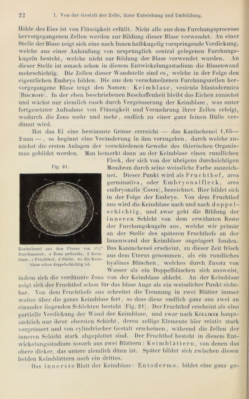 Höhle des Eies ist von Flüssigkeit erfüllt. Nicht alle aus dem Furchungsprocesse hervorgegangenen Zellen werden zur Bildung dieser Blase verwendet. An einer Stelle der Blase zeigt sich eine nach Innen halbkugelig vorspringende Verdickung, welche aus einer Anhäufung von ursprünglich central gelegenen Furchungs- kugeln besteht, welche nicht zur Bildung der Blase verwendet wurden. An dieser Stelle ist sonach schon in diesem Entwickelungsstadium die Blasenwand mehrschichtig. Die Zellen dieser Wandstelle sind es, welche in der Folge den eigentlichen Embryo bilden. Die aus den verschmolzenen Furchungszellen her- vorgegangene Blase trägt den Namen: Ke im blase, vesicula blastodermica iBischoff). In der eben beschriebenen Beschaffenheit bleibt das Eichen zunächst und wächst nur ziemlich rasch durch Vergrösseruug der Keimblase, was unter fortgesetzter Aufnahme von Flüssigkeit und Vermehrung ihrer Zellen erfolgt, wodurch die Zona mehr und mehr. endlich zu einer ganz feinen Hülle ver- dünnt wird. Hat das Fd eine bestimmte Grösse errreicht — das Kaninchenei 1,65— 2mm —, so beginnt eine Veränderung in ihm vorzugehen, durch welche zu- nächst die ersten Anlagen der verschiedenen Gewebe des thierischen Organis- mus gebildet werden. Man bemerkt dann an der Keimblase einen rundlichen Fleck, der sich von der übrigens durchsichtigen Membran durch seine weissliche Farbe auszeich- net. Dieser Punkt wird als F'ruchthof, area germinativa , oder E m b r y o n a 1 f 1 e c k , area embryonalis (Coste), bezeichnet. Hier bildet sich in der Folge der Embryo. Von dem Fruchthof aus wird die Keimblase nach und nach d o p p ei- se h i c h t i g , und zwar geht die Bildung der inneren Schicht von dem erwähnten Beste der Furchungskugeln aus, welche wir primär an der Stelle des späteren Fruchthofs an der Innenwand der Keimblase angelagert fanden. Das Kaninchenei erscheint, zu dieser Zeit frisch aus dem Uterus genommen, als ein rundliches hyalines Bläschen, welches durch Zusatz von Wasser als ein Doppelbläschen sich ausweist, von der Keimblase abhebt. An der Keimblase zeigt sich der Fruchthof schon für das blose Auge als ein weisslicher Punkt sicht- bar. Von dem Fruchthofe aus schreitet die Trennung in zwei Blätter immer weiter ül)er die ganze Keimblase fort, so dass diese endlich ganz aus zwei an einander liegenden Schichten besteht (Fig.21). Der Fruchthof erscheint als eine j)artielle Verdickung der Wand der Keimldase, und zwar nach Kölliker haupt- sächlich nur ihrer obersten Schicht, deren zellige Fdernente hier relativ stark vergrössert und von cylindrischer Gestalt erscheinen, während die Zellen der inneren Schicht stark abgeplattet sind. Der Fruchthof besteht in diesem Ent- wickelungsstadiiim sonach aus zwei Blättern: Keimblättern, von denen das obere dicker, das untere ziemlich dünn ist. Später bildet sich zwischen diesen beiden Keimblättern noch ein drittes. Das i n n c r s t e Blatt der Keimblase : Entoderma. bildet eine ganz ge- Fig. 21. Kaninclienei aus dem Uterus von Durchmesser, a Zona pellucida, h Keim- blase, c Fruchthof, rf Stelle, wo die Keim- blase schon doppelschichtig ist. indem sich die verdünnte Zona