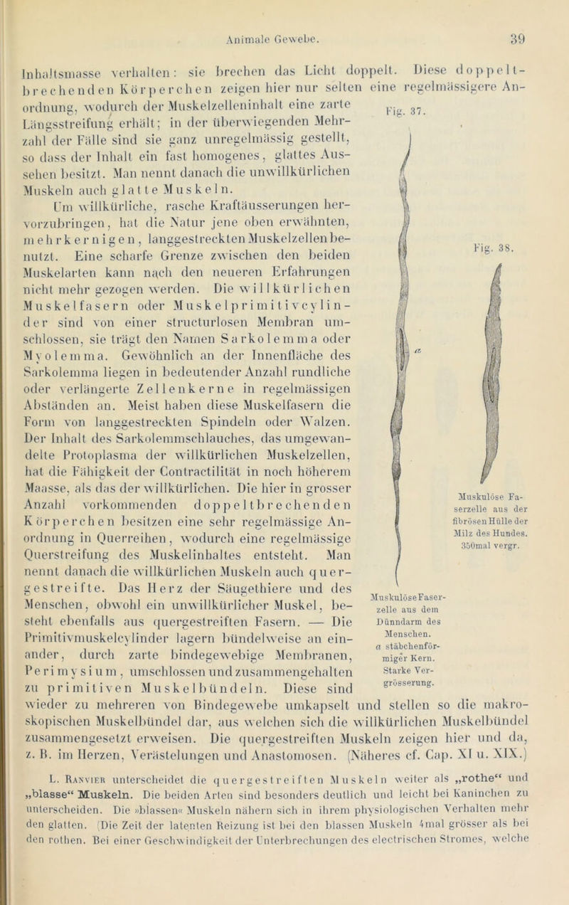 Diese doppell- reüeliiiiissitiere An- l-'iK. 37. Fis. 38. Inhcdtsinasse verluilten: sie i)reelien das Lieht doppelt. l)reehendeii Körperclien zeigen hier mir selten eine Ordnung, wodurch der Muskelzelleninhalt eine zarte Längsstreifung erhält; in der ülierwiegenden Mehr- zahl der Fälle sind sie ganz unregelmässig gestellt, so dass der Inhalt ein fast homogenes, glattes Aus- sehen liesitzt. Man nennt danach die unwillkürlichen Muskeln auch glatte Muskeln. Lm willkürliche, rasche Kraftäusserungen hei- voi'zubringen, hat die Matur jene oben erwähnten, m eh r k e r n i g e n , langgestreckten Muskelzellen be- nutzt. Eine scharfe Grenze zwischen den beiden Muskelarten kann nneh den neueren Ei-fahrungen nicht mehr sezosen werden. Die w i 11 kü r 1 i c h en Muskelfasern oder M u s k e 1 r i m i t i v c y 1 i n - der sind von einer structurlosen Membran um- schlossen, sie trägt den Namen Sarkolemma oder Myolemma. Gewöhnlich an der Innenfläche des Sarkolemma liefen in bedeutender Anzahl rundliche oder verlängerte Zellenkerne in regelmässigen Abständen an. Meist haben diese Muskelfasern die Form von langgestreckten Spindeln oder Walzen. t-.-o 1 Der Inhalt des Sarkolemmschlauches, das umgewan- delte Protoplasma der willkürlichen Muskelzellen, hat die Fähigkeit der Contractilität in noch höherem Maasse, als das der willkürlichen. Die hier in grosser Anzahl vorkommenden doppeltbrechenden Körperchen besitzen eine sehr regelmässige An- ordnung in Querreihen, wodurch eine regelmässige Querstreifung des Muskelinhaltes entsteht. Man nennt danach die willkürlichen Muskeln auch quer- gestreifte. Das Herz der Säugethiere und des Menschen, obwohl ein unwillkürlicher Muskel, be- steht ebenfalls aus quergestreiften Fasern. — Die Primitivmuskelcylinder lagern bündelweise an ein- ander, durch zarte bindegewebige Membranen, P e r i m v s i u m , umschlossen und zusammengehalten zu primitiven M u sk e 11)ü nd el n. Diese sind wieder zu mehreren von Hindegewebe umkapselt und stellen so die maki'o- skopischen Muskelbündel dar, aus welchen sich die willkürlichen Muskelbündel zusammengesetzt erweisen. Die quergestreiften Muskeln zeigen hier und da, z. B. im Herzen, Verästelungen und Anastomosen. (Näheres cf. Cap. XI u. XIX.) Muskulöse Fa- serzelle aus der fibrösenHülle der Milz des Hundes. 350mal vergr. MuskulöseFaser- zelle aus dem Dünndarm des Menschen. a stäbchenför- miger Kern. Starke Ver- grösserung. L. Ranvieb unterscheulet die quergestreiften Muskeln weiter als „rothe“ und »blasse“ Muskeln. Die beiden Arten sind besonders deutlich und leicht bei Kaninchen z.u unterscheiden. Die »blassen« Muskeln nähern sich in ihrem physiologischen Verhalten mehr den glatten. ^Die Zeit der latenten Reizung ist hei den blassen Muskeln 4mal grösser als hei den rothen. Bei einer Geschw indigkeit der Unterbrechungen des electrischen Stromes, welche