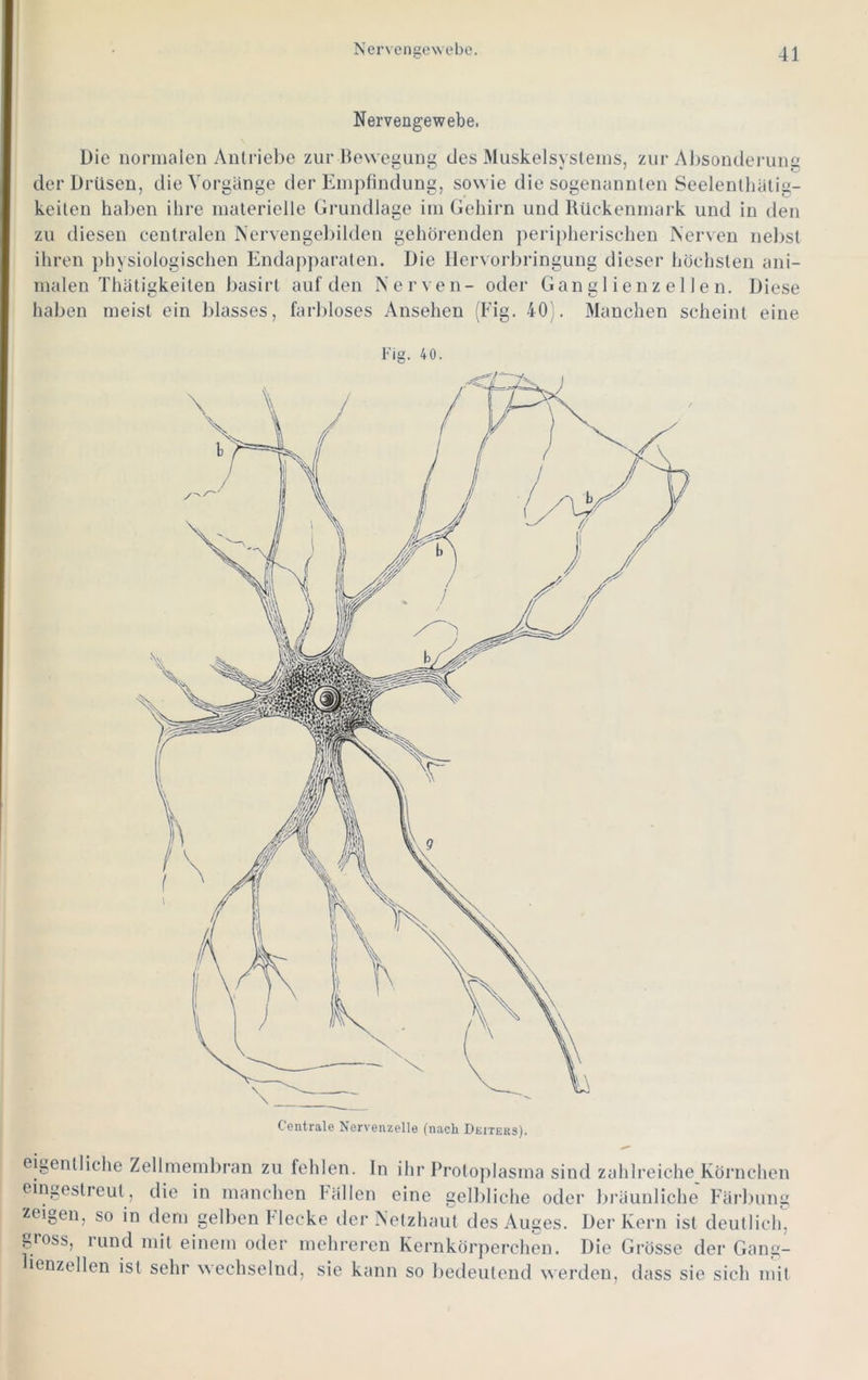 Nervengewebe. Die normalen Antriel)e zur Bewegung des Muskelsysteins, zur Al)sondei‘uim der Drüsen, die Vorgänge der Empfindung, sowie die sogenannten Seelenlhätig- keilen haljen ihre materielle Gi'undlage im Gehirn und Rückenmark und in den zu diesen centralen Nervengebilden gehörenden peripherischen Nerven nel)st ihren })hysiologischen Endapparaten. Die Ilervorbringung dieser höchsten ani- malen Thätigkeiten basirt auf den Nerven- oder Ganglienzellen. Diese haben meist ein J)lasses, farbloses Ansehen (Fig. 40). Manchen scheint eine Fig. 40. eigentliche Zellmemlu-an zu fehlen. In ihr Proto])Iasma sind zahlreiche Körnchen eingestreut, die in manchen hallen eine gelldiche oder bi’äunliche F'äi'ljung zeigen, so in dem gelben Mccke der Netzhaut des Auges. Der Kern ist deutlich, gioss, iLind mit einem oder mehreren Kernkörperchen. Die Grösse der Gang- ienzellen ist sehr wechselnd, sie kann so bedeutend werden, dass sie sich mit