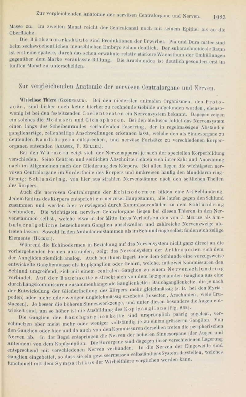 Masse zu. Im zweiten Monat reicht der Centralcanal noch mit seinem Epithel bis an die Oberfläche. Die R u c ke n ma rk sh ä u te sind Produktionen der ürwirbel. Pia und Dura mater sind beim sechswöchentlichen menschlichen Embryo schon deutlich. Der subarachnoideale Raum ist erst eine spätere, durch das schon erwähnte relativ stärkere Wachsthum der Umhüllungen gegenüber dem Marke veranlasste Bildung. Die Arachnoidea ist deutlich gesondert ersUm fünften Monat zu unterscheiden. Zur vergleiclieiulen Anatomie der nervösen Centralorgane und Aerven. Wirbellose Tliiere (Gegenbaur). Bei den niedersten animalen Organismen, den Proto- zoen, sind bisher noch keine hierher zu rechnende Gebilde aufgefunden worden, ebenso- wenig ist bei den festsitzenden Coelenteraten ein Nervensystem bekannt. Dagegen zeigen ein solches die Medusen und C te n op h o r e n. Bei den Medusen bildet das Nervensystem einen längs des Sebeibenrandes verlaufenden Faserring, der in regelmässigen Abständen ganglienartige, zellenhaltige Anschwellungen erkennen lässt, welche den als Sinnesorgane zu deutenden Rand körpern entsprechen, und nervöse Fortsätze zu verschiedenen Körper- organen entsenden (Agassiz, F. Müller). Bei den Würmern zeigt sich der Nervenappai'at je nach der speciellen Körperbildung verschieden. Seine Centren und seitlichen Abschnitte richten sich ihrer Zahl und Anordnung nach im Allgemeinen nach der Gliederung des Körpers. Bei allen liegen die wichtigsten ner- vösen Centralorgane im Vordertheile des Körpers und umkreisen häufig den Munddarm ring- förmig: Schlundring, von hier aus strahlen Nervenstämme nach den seitlichen Theilen des Körpers. Auch die nervösen Centralorgane der Echinodermen bilden eine Art Schlundring. Jedem Radius des Körpers entspricht ein nervöser Hauptstamm, alle laufen gegen den Schlund zusammen und werden hier vorwiegend durch Kommissurenfäden zu dem Schlundring verbunden. Die wichtigsten nervösen Centraloi'gane liegen bei diesen Thieren in den Ner- venstämmen selbst, welche etwa in der Mitte ihres Verlaufs zu den von J. Müller als Am- bu 1 a craI g eh irne bezeichneten Ganglien anschwellen und zahlreiche Nervenzweige ab- treten lassen. Sowohl in den Ambulacralstämmen als im Schlundringe selbst finden sich zellige Elemente (Häckel). Während die Echinodermen in Beziehung auf das Nervensystem nicht ganz diiect an die vorhergehenden Formen anknüpfen, zeigt das Nervensystem der Arthropoden sich dem der Anneliden ziemlich analog. Auch bei ihnen lagert über dem Schlunde eine voizugsweise entwickelte Ganglienmasse als Kopfganglion oder Gehirn, welche, mit zwei Kommissuren den Schlund umgreifend, sich mit einem centralen Ganglion zu einem Nerven sch 1 un d rin g verbindet. Auf der Bauchseite erstreckt sich von dem letztgenannten Ganglion aus eine durch Längskommissuren zusammenhängende Ganglienkette : Bauchganglienkette, die je nach der Entwickelung der Gliedertheilung des Körpers mehr gleichmässig (z. B. bei den M^ria poden) oder mehr oder weniger ungleichmässig erscheint (Insecten, Arachmden , viele Gru- staceen). Je besser die höheren Sinneswerkzeuge, und unter diesen besonders die Augen ent- wickelt sind, um so höher ist die Ausbildung des K o p f g a n g 1 i o n s (Fig. 262). Die Ganglien der B an chgan g i ie n keile sind ursprünglich paar,g ange egyer- schmelzen aber meisl mehr oder weniger vollständig je zu einem giossercn . den Ganglien oder hier und da auch von den Kommissuren derselben t,-eten die P»' ‘P’«' ‘ ^ Nerven ab. In der Regel enlspringen die Nerven der höheren Smnesorgane ‘ Antennen, von dem Koptganglion. HOrorgane^ind dagegen entsprechend mit veischiedenen Nerven veibunden. ,dirsletlcn welches Ganglien eingebettet, so dass sie ein gesvissermassen se s an i„es . tnnctionell mit dem Sympathikus der Wirbeithiere verglichen werden kann.