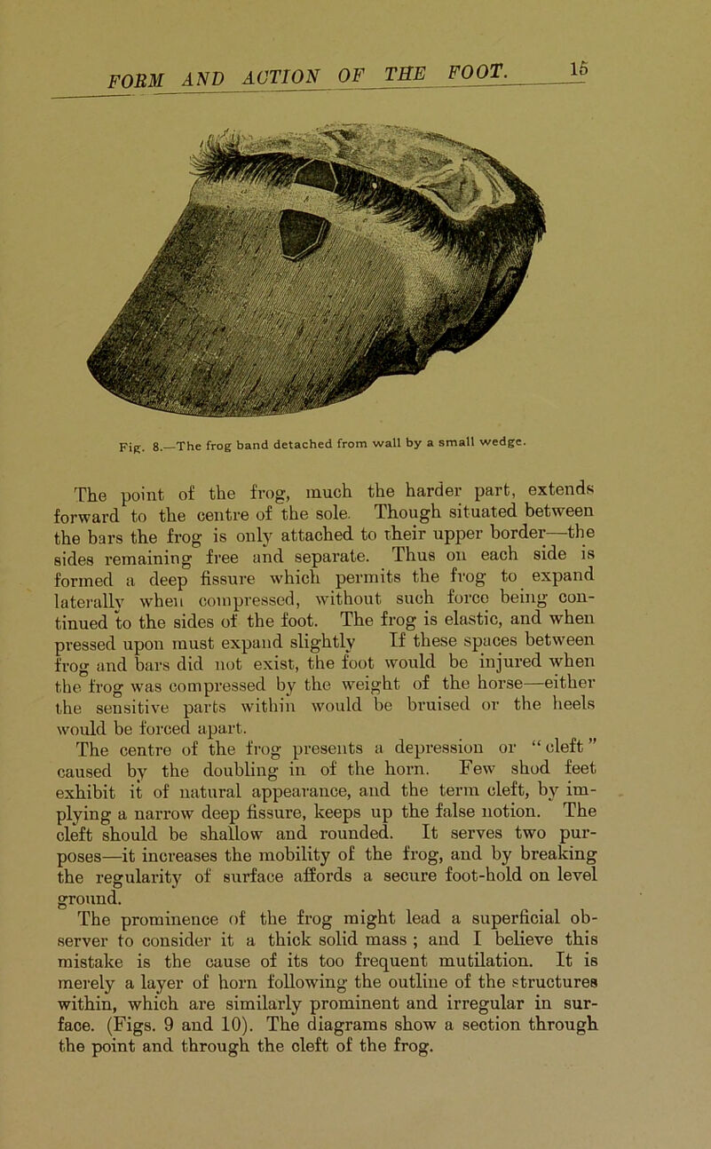 Fir. 8.—The frog band detached from wall by a small wedge. The point of the frog, much the harder part, extends forward to the centre of the sole. Though situated between the bars the frog is only attached to their upper border—the sides remaining free and separate. Thus on each side is formed a deep fissure which permits the frog to expand laterally when compressed, without such force being con- tinued to the sides of the foot. The frog is elastic, and when pressed upon must expand slightly If these spaces between frog and bars did not exist, the foot would be injured when the frog was compressed by the weight of the horse—either the sensitive parts within would be bruised or the heels would be forced apart. The centre of the frog presents a depression or “ cleft ” caused by the doubling in of the horn. Few shod feet exhibit it of natural appearance, and the term cleft, by im- plying a narrow deep fissure, keeps up the false notion. The cleft should be shallow and rounded. It serves two pur- poses—it increases the mobility of the frog, and by breaking the regularity of surface affords a secure foot-hold on level ground. The prominence of the frog might lead a superficial ob- server to consider it a thick solid mass ; and I believe this mistake is the cause of its too frequent mutilation. It is merely a layer of horn following the outline of the structures within, which are similarly prominent and irregular in sur- face. (Figs. 9 and 10). The diagrams show a section through the point and through the cleft of the frog.