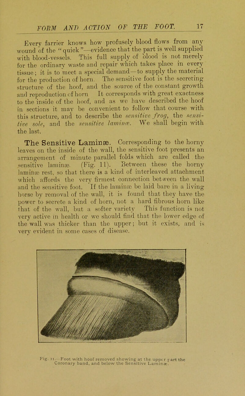 Every farrier knows how profusely blood flows from any wound of the “ quick evidence that the part is well supplied with blood-vessels. This full supply of blood is not merely for the ordinary waste and repair which takes place in every tissue; it is to meet a special demand—to supply the material for the production of horn. The sensitive foot is the secreting structure of the hoof, and the source of the constant growth and reproduction of horn It corresponds with great exactness to the inside of the hoof, and as we have described the hoof in sections it may be convenient to follow that course with this structure, and to describe the sensitive frog, the sensi- tive sole, and the sensitive lamincv. We shall begin with the last. The Sensitive Laminse. Corresponding to the horny leaves on the inside of the wall, the sensitive foot presents an arrangement of minute parallel folds which are called the sensitive laminse. (Fig. 11). Between these the horny laminae rest, so that there is a kind of interleaved attachment which affords the very firmest connection between the wall and the sensitive foot. If the laminae be laid bare in a living horse by removal of the wall, it is found that they have the power to secrete a kind of horn, not a hard fibrous horn like that of the wall, but a softer variety This function is not very active in health or we should find that the lower edge of the wall was thicker than the upper; but it exists, and is very evident in some cases of disease. Fig. ii. Foot with hoof removed showing at the uppc r part the Coronary band, and below the Sensitive Lamina;.