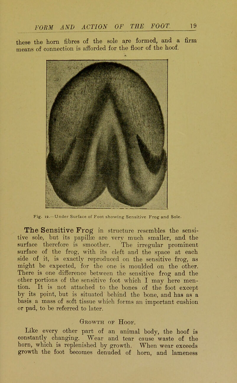 these the horn fibres of the sole are formed, and a firm means of connection is afforded for the floor of the hoof. Fig. 12.—Under Surface of Foot showing Sensitive Frog and Sole. The Sensitive Frog in structure resembles the sensi- tive sole, but its papillae are very much smaller, and the surface therefore is smoother. The irregular prominent surface of the frog, with its cleft and the space at each side of it, is exactly reproduced on the sensitive frog, as might be expected, for the one is moulded on the other. There is one difference between the sensitive frog and the other portions of the sensitive foot which I may here men- tion. It is not attached to the bones of the foot except by its point, but is situated behind the bone, and has as a basis a mass of soft tissue which forms an important cushion or pad, to be referred to later. Growth of Hoof. Like every other part of an animal body, the hoof is constantly changing. Wear and tear cause waste of the horn, which is replenished by growth. When wear exceeds growth the foot becomes denuded of horn, and lameness