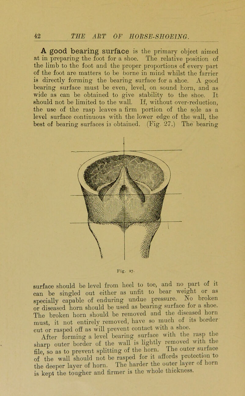 A good bearing surface is the primary object aimed at in preparing the foot for a shoe. The relative position of the limb to the foot and the proper proportions of every part of the foot are matters to be borne in mind whilst the farrier is directly forming the bearing surface for a shoe. A good bearing surface must be even, level, on sound horn, and as wide as can be obtained to give stability to the shoe. It should not be limited to the wall. If, without over-reduction, the use of the rasp leaves a firm portion of the sole as a level surface continuous with the lower edge of the wall, the best of bearing surfaces is obtained. (Fig 27.) The bearing Fig. 27. surface should be level from heel to toe, and no. pai t of it can be singled out either as unfit to bear weight 01 as specially capable of enduring undue pressure. No broken or diseased horn should be used as bearing surface for a shoe. The broken horn should be removed and the diseased horn must, it not entirely removed, have so much of its border cut or rasped off as will prevent contact with a shoe. After forming a level bearing surface with the rasp the sharp outer border of the wall is lightly removed with the file, so as to prevent splitting of the horn. The outer surface of the wall should not be rasped for it affords protection to the deeper layer of horn. The harder the outer layer of horn is kept the tougher and firmer is the whole thickness.