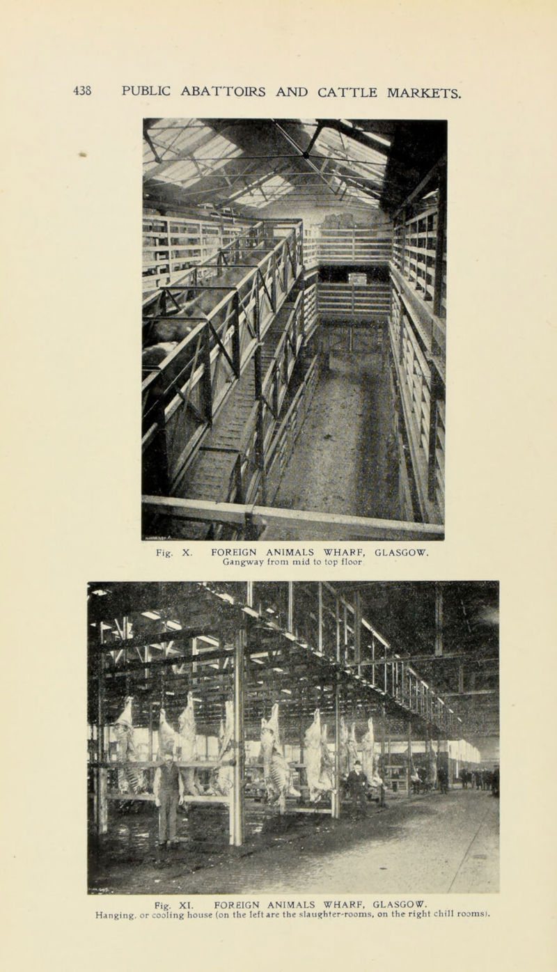 Fig. X. FOREIGN AN1MALS WHARF, GLASGOW. Gangway from inid to top floor Fig. XI. FOREIGN ANIM ALS WHARF, GLASGOW. Hanging. or cooling house (on the leftare the slaughter-rooms, on the right chill rooms).