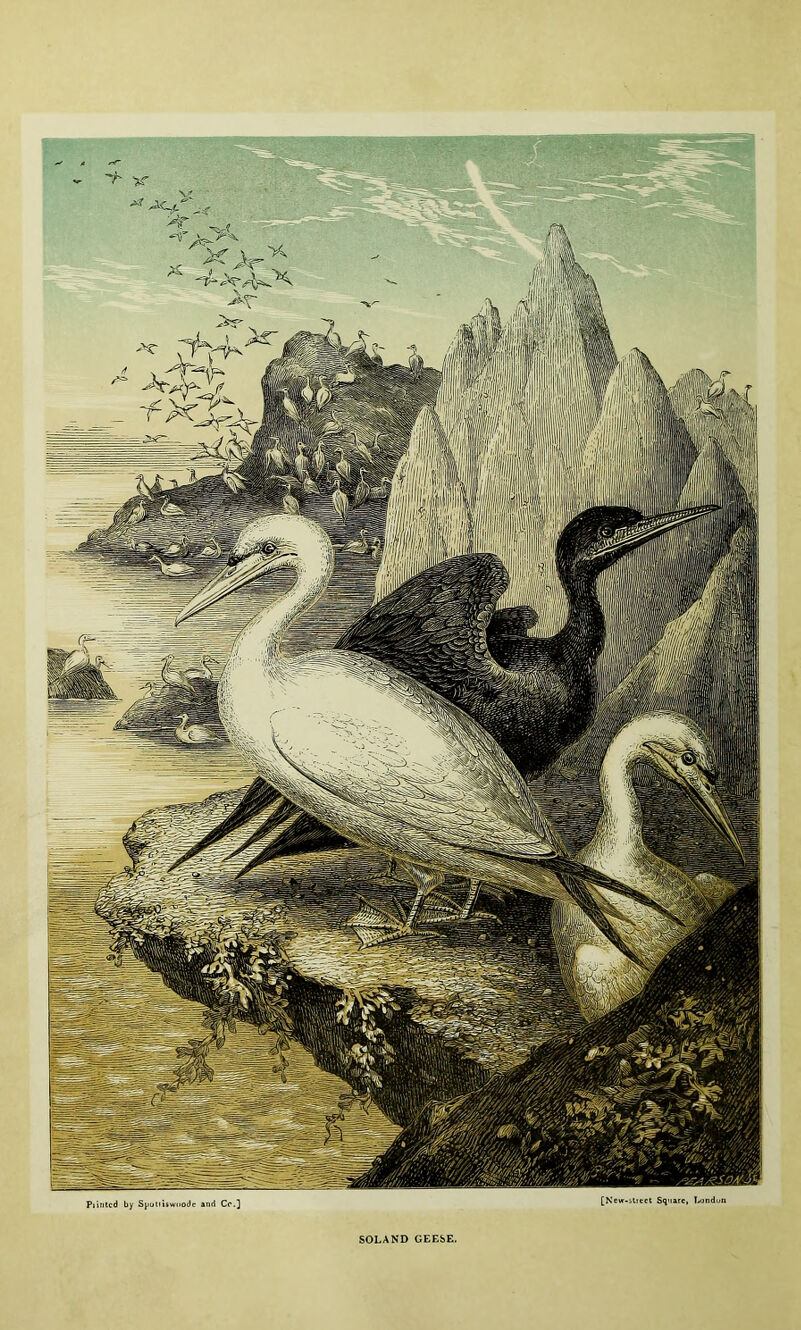 Piinted by Sputtiswoode and Cr.] [N'ewr-strect Square, l^jndun SOLAND GEESE.