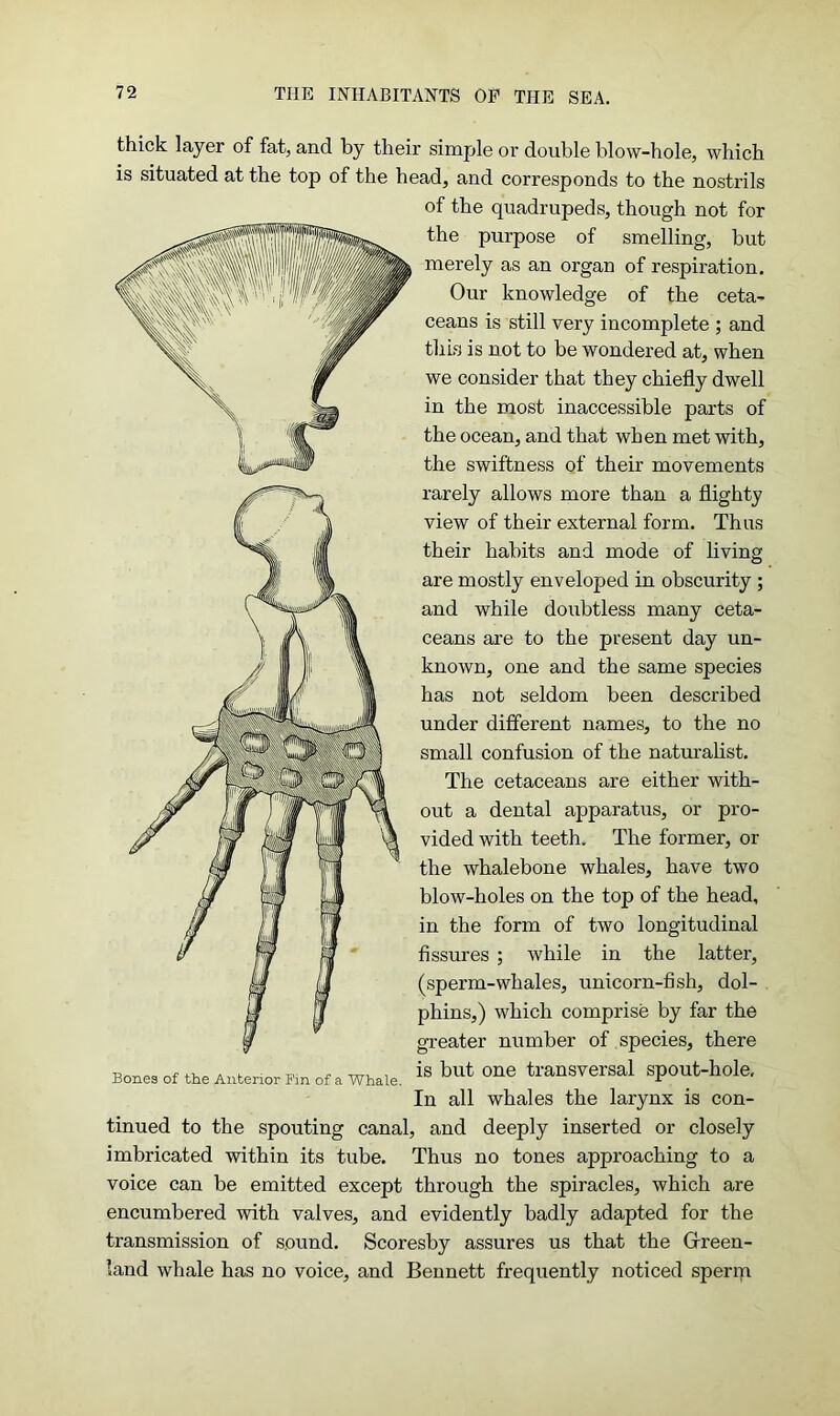 thick layer of fat, and by their simple or double blow-hole, which is situated at the top of the head, and corresponds to the nostrils of the quadrupeds, though not for the purpose of smelling, but merely as an organ of respiration. Our knowledge of the ceta- ceans is still very incomplete ; and this is not to be wondered at, when we consider that they chiefly dwell in the most inaccessible parts of the ocean, and that when met with, the swiftness of their movements rarely allows more than a flighty view of their external form. Thus their habits and mode of living are mostly enveloped in obscurity ; and while doubtless many ceta- ceans are to the present day un- known, one and the same species has not seldom been described under different names, to the no small confusion of the naturalist. The cetaceans are either with- out a dental apparatus, or pro- vided with teeth. The former, or the whalebone whales, have two blow-holes on the top of the head, in the form of two longitudinal fissures ; while in the latter, (sperm-whales, unicorn-fish, dol- phins,) which comprise by far the greater number of species, there Bines of the Anterior Fin of a Whale. IS but One transversal Spout-hole. In all whales the larynx is con- tinued to the spouting canal, and deeply inserted or closely imbricated within its tube. Thus no tones approaching to a voice can be emitted except through the spiracles, which are encumbered with valves, and evidently badly adapted for the transmission of sound. Scoresby assures us that the Green- land whale has no voice, and Bennett frequently noticed sperm