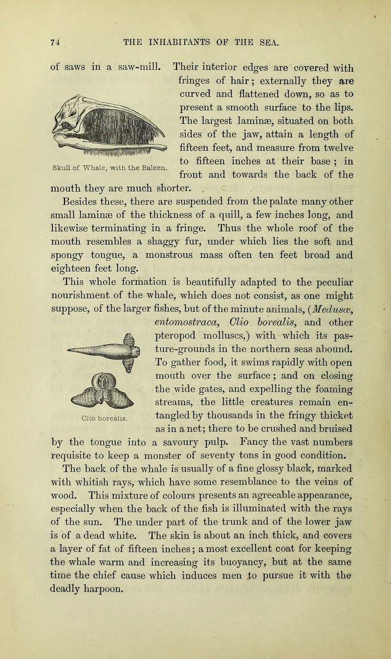 of saws in a saw-mill. Their interior edges are covered with fringes of hair; externally they are curved and flattened down, so as to present a smooth sm-face to the lips. The largest laminae, situated on both sides of the jaw, attain a length of fifteen feet, and measure from twelve to fifteen inches at their base ; in front and towards the back of the mouth they are much shorter. Besides these, there are suspended from the palate many other small laminae of the thickness of a quill, a few inches long, and likewise terminating in a fringe. Thus the whole roof of the mouth resembles a shaggy fur, under which lies the soft and spongy tongue, a monstrous mass often ten feet broad and eighteen feet long. This whole formation is beautifully adapted to the peculiar nourishment of the whale, which does not consist, as one might suppose, of the larger fishes, but of the minute animals, (Medusae, entomostraca, Clio borealis, and other pteropod molluscs,) with which its pas- ture-grounds in the northern seas abound. To gather food, it swims rapidly with open mouth over the surface; and on closing- the wide gates, and expelling the foaming streams, the little creatures remain en- cjio borealis. tangled by thousands in the fringy thicket as in a net; there to be crushed and bruised by the tongue into a savoury pulp. Fancy the vast numbers requisite to keep a monster of seventy tons in good condition. The back of the whale is usually of a fine glossy black, marked with whitish rays, which have some resemblance to the veins of wood. This mixture of colours presents an agreeable appearance, especially when the back of the fish is illuminated with the rays of the sun. The under part of the trunk and of the lower jaw is of a dead white. The skin is about an inch thick, and covers a layer of fat of fifteen inches; a most excellent coat for keeping the whale warm and increasing its buoyancy, but at the same time the chief cause which induces men to pursue it with the deadly harpoon. Skull of Whale, with the Baleen.