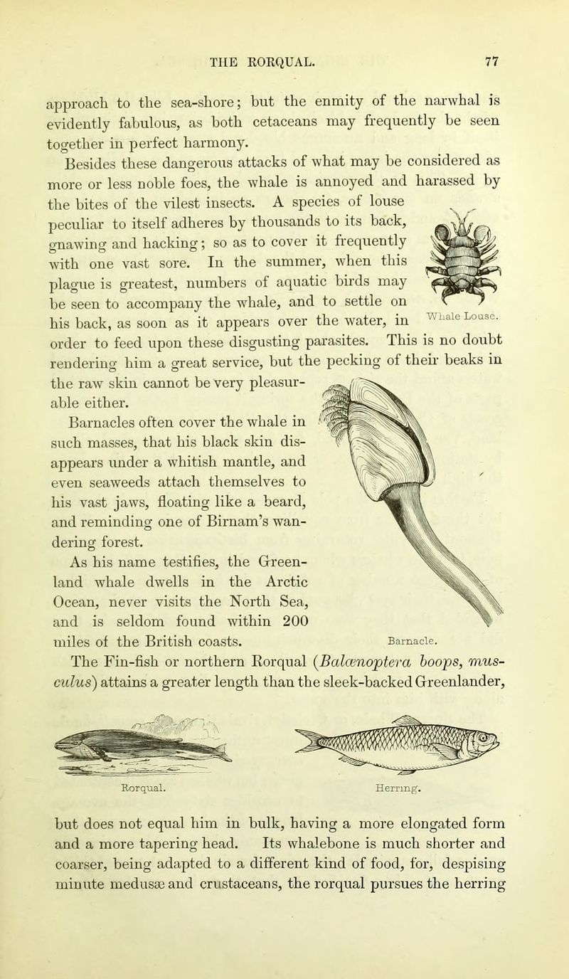approach to the sea-shore; but the enmity of the narwhal is evidently fabulous, as both cetaceans may frequently be seen together in perfect harmony. Besides these dangerous attacks of what may be considered as more or less noble foes, the whale is annoyed and harassed by the bites of the vilest insects. A species of louse peculiar to itself adheres by thousands to its back, gnawing and hacking; so as to cover it frequently with one vast sore. In the summer, when this plague is greatest, numbers of aquatic birds may be seen to accompany the whale, and to settle on his back, as soon as it appears over the water, in order to feed upon these disgusting parasites. This is no doubt rendering him a great service, but the pecking of their beaks in the raw skiu cannot be very pleasur- able either. Barnacles often cover the whale in such masses, that his black skin dis- appears under a whitish mantle, and even seaweeds attach themselves to his vast jaws, floating like a beard, and reminding one of Birnam’s wan- dering forest. As his name testifies, the Green- land whale dwells in the Arctic Ocean, never visits the North Sea, and is seldom found within 200 miles of the British coasts. Barnacle. The Fin-fish or northern Rorqual (Balcenoptera hoops, vius- culus) attains a greater length than the sleek-backed Greenlander, Rorqual. Herring. Whale Louse. but does not equal him in bulk, having a more elongated form and a more tapering head. Its whalebone is much shorter and coarser, being adapted to a different kind of food, for, despising minute medusa: and crustaceans, the rorqual pursues the herring