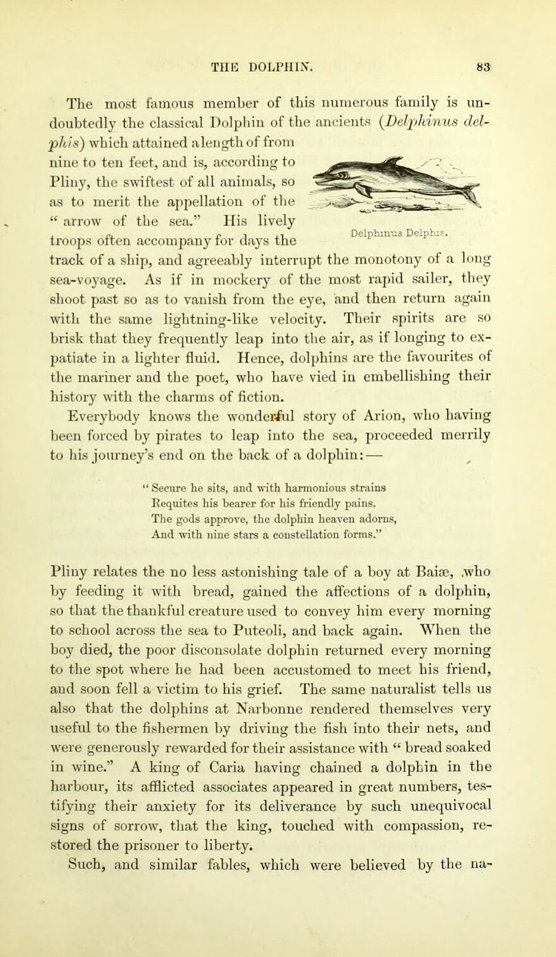The most famous member of this numerous family is un- doubtedly the classical Bochin of the ancients (Delphinus del- plus) which attained alengthof from nine to ten feet, and is, according to Pliny, the swiftest of all animals, so as to merit the appellation of the “ arrow of the sea.” His lively ... c i ,1 Delphinus Delphis. troops often accompany tor days the track of a ship, and agreeably interrupt the monotony of a long sea-voyage. As if in mockery of the most rapid sailer, they shoot past so as to vanish from the eye, and then return again with the same lightning-like velocity. Their spirits are so brisk that they frequently leap into the air, as if longing to ex- patiate in a lighter fluid. Hence, dolphins are the favourites of the mariner and the poet, who have vied in embellishing their history with the charms of fiction. Everybody knows the wonderful story of Arion, who having been forced by pirates to leap into the sea, proceeded merrily to his journey’s end on the back of a dolphin: — “ Secure he sits, and -with harmonious strains Requites his bearer for his friendly pains. The gods approve, the dolphin heaven adorns, And with nine stars a constellation forms.” Pliny relates the no less astonishing tale of a boy at Baise, .who by feeding it with bread, gained the affections of a dolphin, so that the thankful creature used to convey him every morning to school across the sea to Puteoli, and back again. When the boy died, the poor disconsolate dolphin returned every morning to the spot where he had been accustomed to meet his friend, and soon fell a victim to his grief. The same naturalist tells us also that the dolphins at Narbonne rendered themselves very useful to the fishermen by driving the fish into their nets, and were generously rewarded for their assistance with “ bread soaked in wine.” A king of Caria having chained a dolphin in the harbour, its afflicted associates appeared in great numbers, tes- tifying their anxiety for its deliverance by such unequivocal signs of sorrow, that the king, touched with compassion, re- stored the prisoner to liberty. Such, and similar fables, which were believed by the na-