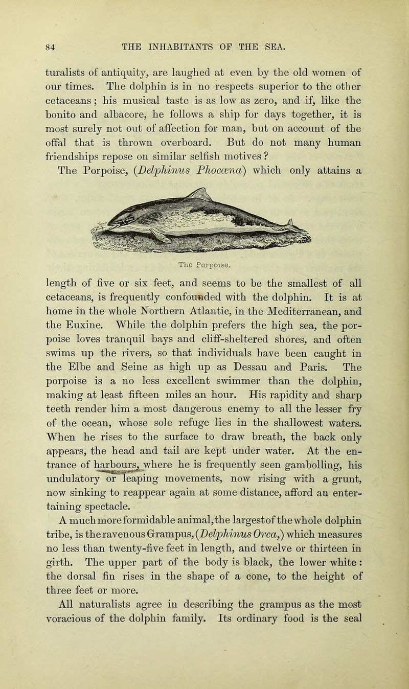 turalists of antiquity, are laughed at even by the old women of our times. The dolphin is in no respects superior to the other cetaceans ; his musical taste is as low as zero, and if, like the bonito and albacore, he follows a ship for days together, it is most surely not out of affection for man, but on account of the offal that is thrown overboard. But do not many human friendships repose on similar selfish motives ? The Porpoise, (.Delphinus Phoccena) which only attains a The Porpoise. length of five or six feet, and seems to be the smallest of all cetaceans, is frequently confounded with the dolphin. It is at home in the whole Northern Atlantic, in the Mediterranean, and the Euxine. While the dolphin prefers the high sea, the por- poise loves tranquil bays and cliff-sheltered shores, and often swims up the rivers, so that individuals have been caught in the Elbe and Seine as high up as Dessau and Paris. The porpoise is a no less excellent swimmer than the dolphin, making at least fifteen miles an hour. His rapidity and sharp teeth render him a most dangerous enemy to all the lesser fry of the ocean, whose sole refuge lies in the shallowest waters. When he rises to the surface to draw breath, the back only appears, the head and tail are kept under water. At the en- trance of harbours^ where he is frequently seen gambolling, his undulatory or leaping movements, now rising with a grunt, now sinking to reappear again at some distance, afford an enter- taining spectacle. A much more formidable animal, the largestof thewhole dolphin tribe, is the ravenous Grampus, (Delphinics Orca,) which measures no less than twenty-five feet in length, and twelve or thirteen in girth. The upper part of the body is black, the lower white : the dorsal fin rises in the shape of a cone, to the height of three feet or more. All naturalists agree in describing the grampus as the most voracious of the dolphin family. Its ordinary food is the seal
