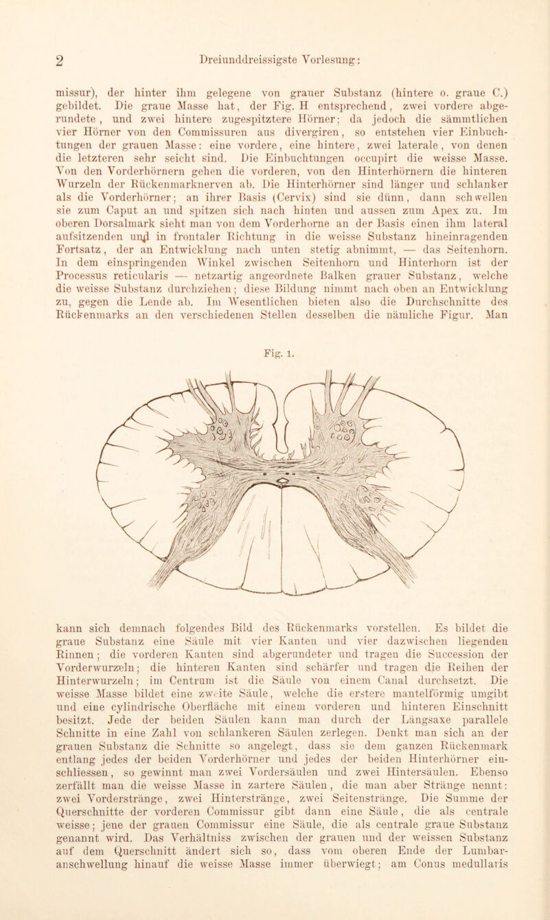 missur), der hinter ihm gelegene von grauer Substanz (hintere o. graue C.) gebildet. Die graue Masse hat, der Fig. H entsprechend, zwei vordere abge- rundete , und zwei hintere zugespitztere Hörner; da jedoch die sämmtlichen vier Hörner von den Commissuren aus divergiren, so entstehen vier Einbuch- tungen der grauen Masse: eine vordere, eine hintere, zwei laterale, von denen die letzteren sehr seicht sind. Die Einbuchtungen occupirt die weisse Masse. Von den Vorderhörnern gehen die vorderen, von den Hinterhörnern die hinteren Wurzeln der Rückenmarknerven ab. Die Hinterhörner sind länger und schlanker als die Vorderhörner; an ihrer Basis (Cervix) sind sie dünn, dann schwellen sie zum Caput an und spitzen sich nach hinten und aussen zum Apex zu. Im oberen Dorsalmark sieht man von dem Vorderliorne an der Basis einen ihm lateral aufsitzenden U114I in frontaler Richtung in die weisse Substanz hineinragenden Fortsatz, der an Entwicklung nach unten stetig abnimmt, — das Seitenhorn. In dem einspringenden Winkel zwischen Seitenhorn und Hinterhorn ist der Processus reticularis — netzartig angeordnete Balken grauer Substanz, welche die weisse Substanz durchziehen; diese Bildung nimmt nach oben an Entwicklung zu, gegen die Lende ab. Im AVesentlichen bieten also die Durchschnitte des Rückenmarks an den verschiedenen Stellen desselben die nämliche Figur. Alan Fig. l. kann sich demnach folgendes Bild des Rückenmarks vorstellen. Es bildet die graue Substanz eine Säule mit vier Kanten und vier dazwischen liegenden Rinnen ; die vorderen Kanten sind abgerundeter und tragen die Succession der Vorderwurzeln; die hinteren Kanten sind schärfer und tragen die Reihen der Hinterwurzeln; im Centrum ist die Säule von einem Canal durchsetzt. Die weisse Alasse bildet eine zweite Säule, welche die erstere mantelförmig umgibt und eine cylindrische Oberfläche mit einem vorderen und hinteren Einschnitt besitzt. Jede der beiden Säulen kann man durch der Längsaxe parallele Schnitte in eine Zahl von schlankeren Säulen zerlegen. Denkt man sich an der grauen Substanz die Schnitte so angelegt, dass sie dem ganzen Rückenmark entlang jedes der beiden Vorderhörner und jedes der beiden Hinterhörner eiu- schliessen, so gewinnt man zwei Vordersäulen und zwei Hintersäulen. Ebenso zerfällt man die weisse Alasse in zartere Säulen , die man aber Stränge nennt: zwei Vorderstränge, zwei Hinterstränge, zwei Seitenstränge. Die Summe der Querschnitte der vorderen Commissur gibt dann eine Säule, die als centrale weisse; jene der grauen Commissur eine Säule, die als centrale graue Substanz genannt wird. Das Verhältniss zwischen der grauen und der weissen Substanz auf dem Querschnitt ändert sich so, dass vom oberen Ende der Lumbar- anschwellung hinauf die weisse Alasse immer überwiegt; am Conus medullaris