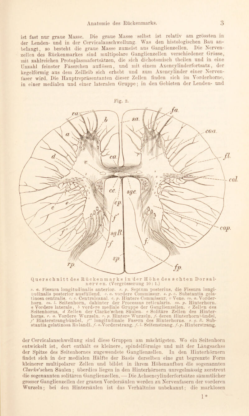 ist fast nnr graue Masse. Die graue Masse selbst ist relativ am grössten in der Lenden- und in der Cervicalanscliwellung. Was den histologischen Bau an- belangt, so besteht die graue Masse zumeist aus Gauglienzellen. Die Nerven- zellen des Rückenmarkes sind multipolare Ganglienzellen verschiedener Grösse, mit zahlreichen Protoplasmafortsätzen, die sich dichotomiscli theilen und in eine Unzahl feinster Fäserchen auiiösen, und mit einem Axencylinderfortsatz, der kegelförmig aus dem Zellleib sich erhebt und zum Axencylinder einer Nerven- faser wird. Die Hauptrepräsentanten dieser Zellen finden sich im Vorderhorne, in einer medialen und einer lateralen Gruppe; in den Gebieten der Lenden- und Big. 2. CO..p. Querschnitt des Rückenmarks in der Höhe des achten Dorsal- nerven. (Vergrösserung 10: l.) .<?. a. Fissura longitudinalis anterior. p. Septum posterius, die Fissura longi- tudinalis posterior ausfüllend, c. a. vordere Commissur. s. g. c. Substantia gela- tinosa centralis, c. c. Centralcanal, c. p. Hintere Commissur. v Vene. co. a. Vorder- horn. co. I. Seitenhorn, dahinter der Processus reticularis, co. p. Hinterhorn. «Vordere laterale, i vordere mediale Gruppe der Ganglienzellen, c Zellen des Seitenhorns, d Zellen der Clarke’schen Säulen, ß Solitäre Zellen des Hinter- horns. r. a. Vordere Wurzeln, r. p. Hintere Wurzeln, /. deren Hinterhornoündel, j‘ Hinterstrangbündel, / longitudinale Fasern des Hinterhorns. a.g.Ii. Sub- stantia gelatinosa Rolandi./. «.Vorderstrang. f. I. Seitenstrang, f.p. Hinterstrang. ru der Cervicalanscliwellung sind diese Gruppen am mächtigsten. Wo ein Seitenhorn entwickelt ist, dort enthält es kleinere, spindelförmige und mit der Längsachse der Spitze des Seitenhornes zugewendete Ganglienzellen. In den Hinterhörnern findet sich in der medialen Hälfte der Basis derselben eine gut begrenzte Form kleinerer multipolarer Zellen und bildet in ihrem Höhenaufbau die sogenannten Clarke'sehen Säulen; überdies liegen in den Hinterhörnern unregelmässig zerstreut die sogenannten solitären Ganglienzellen. — Die Aclisencylinderfortsätze sämmtlicher grosser Ganglienzellen der grauen Yordersäulen werden zu Nervenfasern der vorderen Wurzeln; bei den Hintersäulen ist das Verhältniss unbekannt; die marklosen 1*