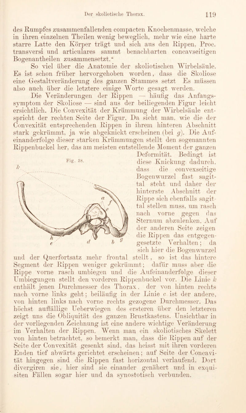 des Rumpfes zusammenfallenden compacten Knochenmasse, welche in ihren einzelnen Theilen wenig beweglich, mehr wie eine harte starre Latte den Körper trägt und sich aus den Rippen, Proc. transversi und articulares sammt benachbarten concavseitigen Bogenantheilen zusammensetzt.u So viel über die Anatomie der skoliotischen Wirbelsäule. Es ist schon früher hervorgehoben worden, dass die Skoliose eine Gestaltveränderung des ganzen Stammes setzt Es müssen also auch über die letztere einige Worte gesagt werden. Die Veränderungen der Rippen — häufig das Anfangs- symptom der Skoliose — sind aus der beiliegenden Eigur leicht ersichtlich. Die Convexität der Krümmung der Wirbelsäule ent- spricht der rechten Seite der Eigur. Da sieht man. wie die der Convexität entsprechenden Rippen in ihrem hinteren Abschnitt stark gekrümmt, ja wie abgeknickt erscheinen (bei g). Die Auf- einanderfolge dieser starken Krümmungen stellt den sogenannten Rippenbuckel her. das am meisten entstellende Moment der ganzen Deformität. Bedingt ist Fis:. 38. diese Knickung dadurch. dass die convexseitige Bogenwurzel fast sagit- tal steht und daher der hinterste Abschnitt der Rippe sich ebenfalls sagit- tal stellen muss, um rasch nach vorne gegen das Sternum abzulenken. Auf der anderen Seite zeigen die Rippen das entgegen- gesetzte Verhalten; da sich hier die Bogenwurzel und der Querfortsatz mehr frontal stellt, so ist das hintere Segment der Rippen weniger gekrümmt; dafür muss aber die Rippe vorne rasch umbiegen und die Aufeinanderfolge dieser Umbiegungen stellt den vorderen Rippenbuckel vor. Die Linie k enthält jenen Durchmesser des Thorax. der von hinten rechts nach vorne links geht; beiläufig in der Linie c ist der andere, von hinten links nach vorne rechts gezogene Durchmesser. Das höchst auffällige Ueberwiegen des ersteren über den letzteren zeigt uns die Obliquität des ganzen Brustkastens. Unsichtbar in der vorliegenden Zeichnung ist eine andere wichtige Veränderung im Verhalten der Rippen. Wenn man ein skoliotisches Skelett von hinten betrachtet, so bemerkt man, dass die Rippen auf der Seite der Convexität gesenkt sind, das heisst mit ihren vorderen Enden tief abwärts gerichtet erscheinen; auf Seite der Concavi- tät hingegen sind die Rippen fast horizontal verlaufend. Dort divergiren sie, hier sind sie einander genähert und in exqui- siten Eällen sogar hier und da synostotisch verbunden.