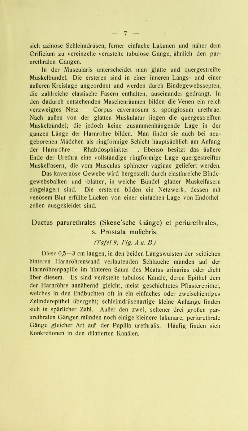 sich azinöse Schleimdrüsen, ferner einfache Lakunen und näher dem Orificium zu vereinzelte verästelte tubulöse Gänge, ähnlich den par- urethralen Gängen. In der Muscularis unterscheidet man glatte und quergestreifte Muskelbündel. Die ersteren sind in einer inneren Längs- und einer äußeren Kreislage angeordnet und werden durch Bindegewebssepten, die zahlreiche elastische Fasern enthalten, auseinander gedrängt. In den dadurch entstehenden Maschenräumen bilden die Venen ein reich verzweigtes Netz — Corpus cavernosum s. spongiosum urethrae. Nach außen von der glatten Muskulatur liegen die quergestreiften Muskelbündel; die jedoch keine zusammenhängende Lage in der ganzen Länge der Harnröhre bilden. Man findet sie auch bei neu- geborenen Mädchen als ringförmige Schicht hauptsächlich am Anfang der Harnröhre — Rhabdosphinkter —. Ebenso besitzt das äußere Ende der Urethra eine vollständige ringförmige Lage quergestreifter Muskelfasern, die vom Musculus sphincter vaginae geliefert werden. Das kavernöse Gewebe wird hergestellt durch elastinreiche Binde- gewebsbalken und -blätter, in welche Bündel glatter Muskelfasern eingelagert sind. Die ersteren bilden ein Netzwerk, dessen mit venösem Blut erfüllte Lücken von einer einfachen Lage von Endothel- zellen ausgekleidet sind. Ductus parurethrales (Skene’sche Gänge) et periurethrales, s. Prostata muliebris. (Tafel 9, Fig. A u. B.) Diese 0,5—3 cm langen, in den beiden Längswülsten der seitlichen hinteren Harnröhrenwand verlaufenden Schläuche münden auf der Harnröhrenpapille im hinteren Saum des Meatus urinarius oder dicht über diesem. Es sind verästelte tubulöse Kanäle, deren Epithel dem der Harnröhre annähernd gleicht, meist geschichtetes Pflasterepithel, welches in den Endbuchten oft in ein einfaches oder zweischichtiges Zylinderepithel übergeht; schleimdrüsenartige kleine Anhänge finden sich in spärlicher Zahl. Außer den zwei, seltener drei großen par- urethralen Gängen münden noch einige kleinere lakunäre, periurethrale Gänge gleicher Art auf der Papilla urethralis. Häufig finden sich Konkretionen in den dilatierten Kanälen.
