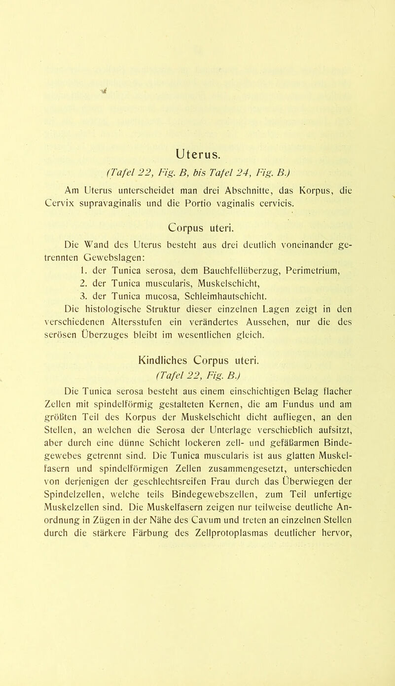 (Tafel 22, Fig. B, bis Tafel 24, Fig. B.) Am Uterus unterscheidet man drei Abschnitte, das Korpus, die Cervix supravaginalis und die Portio vaginalis cervicis. Corpus uteri. Die Wand des Uterus besteht aus drei deutlich voneinander ge- trennten Gewebslagen: 1. der Tunica serosa, dem Bauchfellüberzug, Perimetrium, 2. der Tunica muscularis, Muskelschicht, 3. der Tunica mucosa, Schleimhautschicht. Die histologische Struktur dieser einzelnen Lagen zeigt in den verschiedenen Altersstufen ein verändertes Aussehen, nur die des serösen Überzuges bleibt im wesentlichen gleich. Kindliches Corpus uteri. (Tafel 22, Fig. B.) Die Tunica serosa besteht aus einem einschichtigen Belag flacher Zellen mit spindelförmig gestalteten Kernen, die am Fundus und am größten Teil des Korpus der Muskelschicht dicht aufliegen, an den Stellen, an welchen die Serosa der Unterlage verschieblich aufsitzt, aber durch eine dünne Schicht lockeren zell- und gefäßarmen Binde- gewebes getrennt sind. Die Tunica muscularis ist aus glatten Muskel- fasern und spindelförmigen Zellen zusammengesetzt, unterschieden von derjenigen der geschlechtsreifen Frau durch das Überwiegen der Spindelzellen, welche teils Bindegewebszellen, zum Teil unfertige Muskelzellen sind. Die Muskelfasern zeigen nur teilweise deutliche An- ordnung in Zügen in der Nähe des Cavum und treten an einzelnen Stellen durch die stärkere Färbung des Zellprotoplasmas deutlicher hervor,