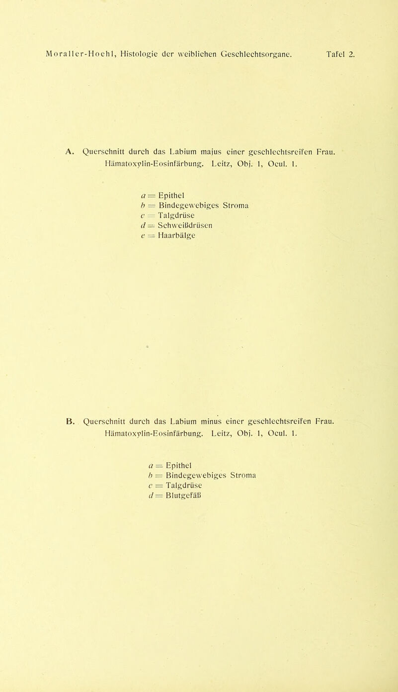 A. Querschnitt durch das Labium majus einer geschlechtsreifen Frau. Hämatoxylin-Eosinfärbung. Leitz, Ob]'. 1, Ocul. 1. a = Epithel h = Bindegewebiges Stroma c — Talgdrüse d — Schweißdrüsen e = Haarbälge B. Querschnitt durch das Labium minus einer geschlechtsreifen Frau. Hämatoxylin-Eosinfärbung. Leitz, Obj. 1, Ocul. 1. a — Epithel b = Bindegewebiges Stroma c = Talgdrüse d— Blutgefäß