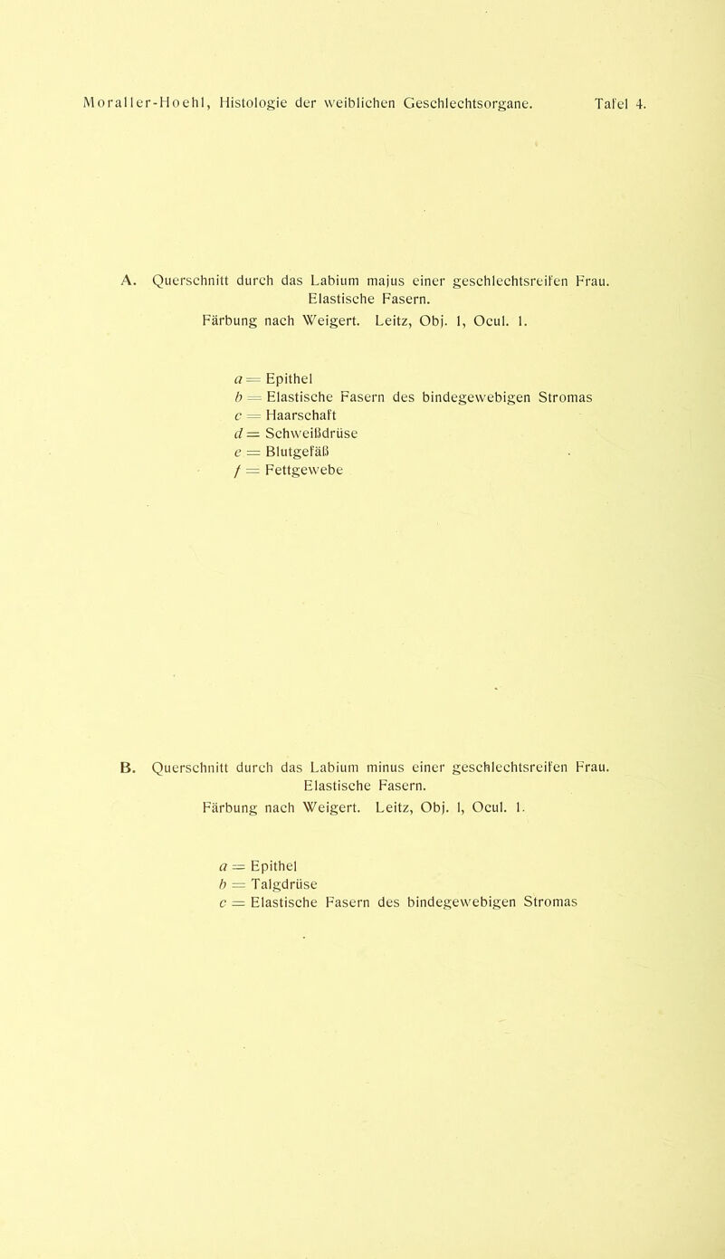 A. Querschnitt durch das Labium majus einer geschlechtsreifen Frau. Elastische Fasern. Färbung nach Weigert. Leitz, Obj. 1, Ocul. 1. <?= Epithel b - Elastische Fasern des bindegewebigen Stromas c = Haarschaft d = Schweißdrüse e = Blutgefäß / = Fettgewebe B. Querschnitt durch das Labium minus einer geschlechtsreifen Frau. Elastische Fasern. Färbung nach Weigert. Leitz, Obj. 1, Ocul. 1. a — Epithel b = Talgdrüse c = Elastische Fasern des bindegewebigen Stromas