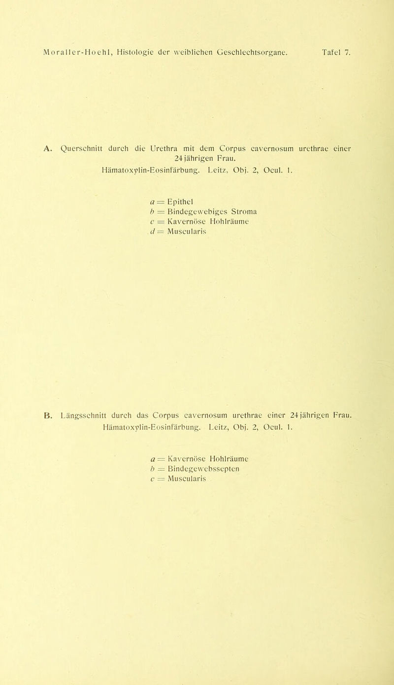 A. Querschnitt durch die Urethra mit dem Corpus cavernosum urethrae einer 24 jährigen Frau. Hämatoxylin-Eosinfärbung. Leitz, Obj. 2, Ocul. 1. a = Epithel b = Bindegewebiges Stroma c — Kavernöse Hohlräume d = Muscularis B. Längsschnitt durch das Corpus cavernosum urethrae einer 24 jährigen Frau. Hämatoxylin-Eosinfärbung. Leitz, Obj. 2, Ocul. 1. a= Kavernöse Hohlräume b = Bindegewebssepten c = Muscularis