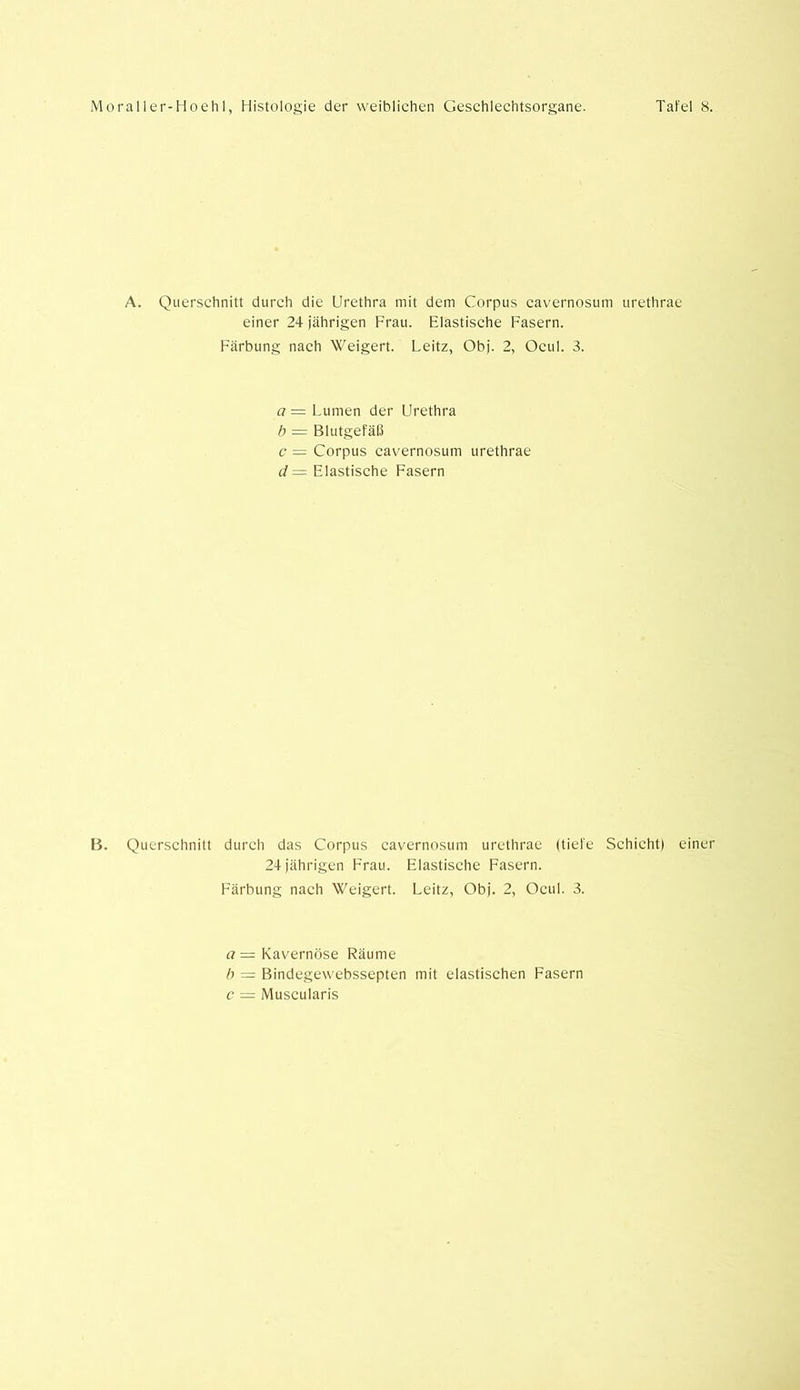 A. Querschnitt durch die Urethra mit dem Corpus cavernosum urethrae einer 24 jährigen Frau. Elastische Fasern. Färbung nach Weigert. Leitz, Obj. 2, Ocul. 3. a = Lumen der Urethra b = Blutgefäß c = Corpus cavernosum urethrae </= Elastische Fasern B. Querschnitt durch das Corpus cavernosum urethrae (tiefe Schicht! einer 24 jährigen Frau. Elastische Fasern. Färbung nach Weigert. Leitz, Obj. 2, Ocul. 3. a — Kavernöse Räume b = Bindegewebssepten mit elastischen Fasern c = Muscularis