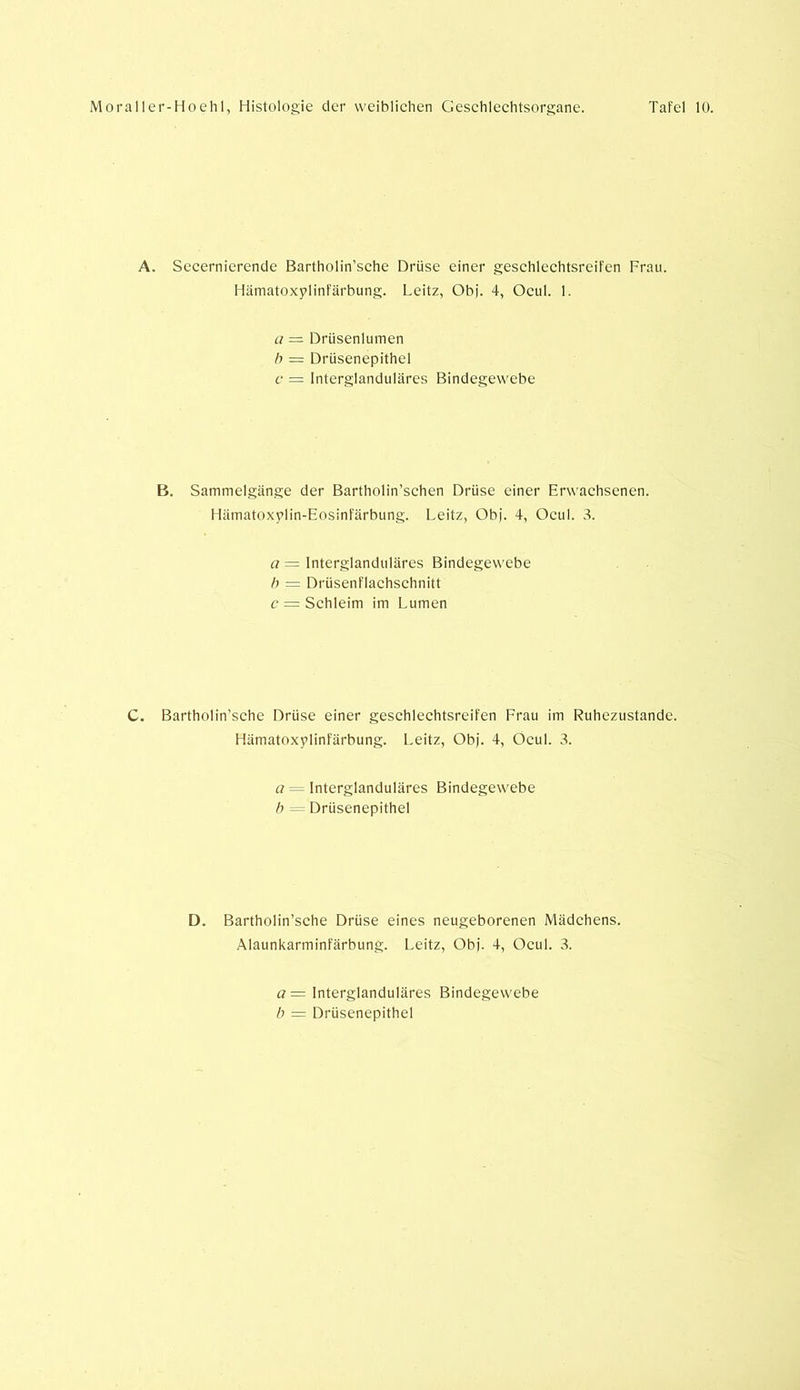 A. Secernierende Bartholin’sche Drüse einer geschlechtsreifen Frau. Hämatoxylinfärbung. Leitz, Obi. 4, Ocul. 1. a = Drüsenlumen b = Drüsenepithel c = Interglanduläres Bindegewebe B. Sammelgänge der Bartholin’schen Drüse einer Erwachsenen. Hämatoxplin-Eosinfärbung. Leitz, Obi. 4, Ocul. 3. a = Interglanduläres Bindegewebe h = Drüsenflachschnitt c = Schleim im Lumen C. Bartholin’sche Drüse einer geschlechtsreifen Frau im Ruhezustände. Hämatoxplinfärbung. Leitz, Obj. 4, Ocul. 3. a = Interglanduläres Bindegewebe b = Drüsenepithel D. Bartholin’sche Drüse eines neugeborenen Mädchens. Alaunkarminfärbung. Leitz, Obj. 4, Ocul. 3. a = Interglanduläres Bindegewebe b = Drüsenepithel
