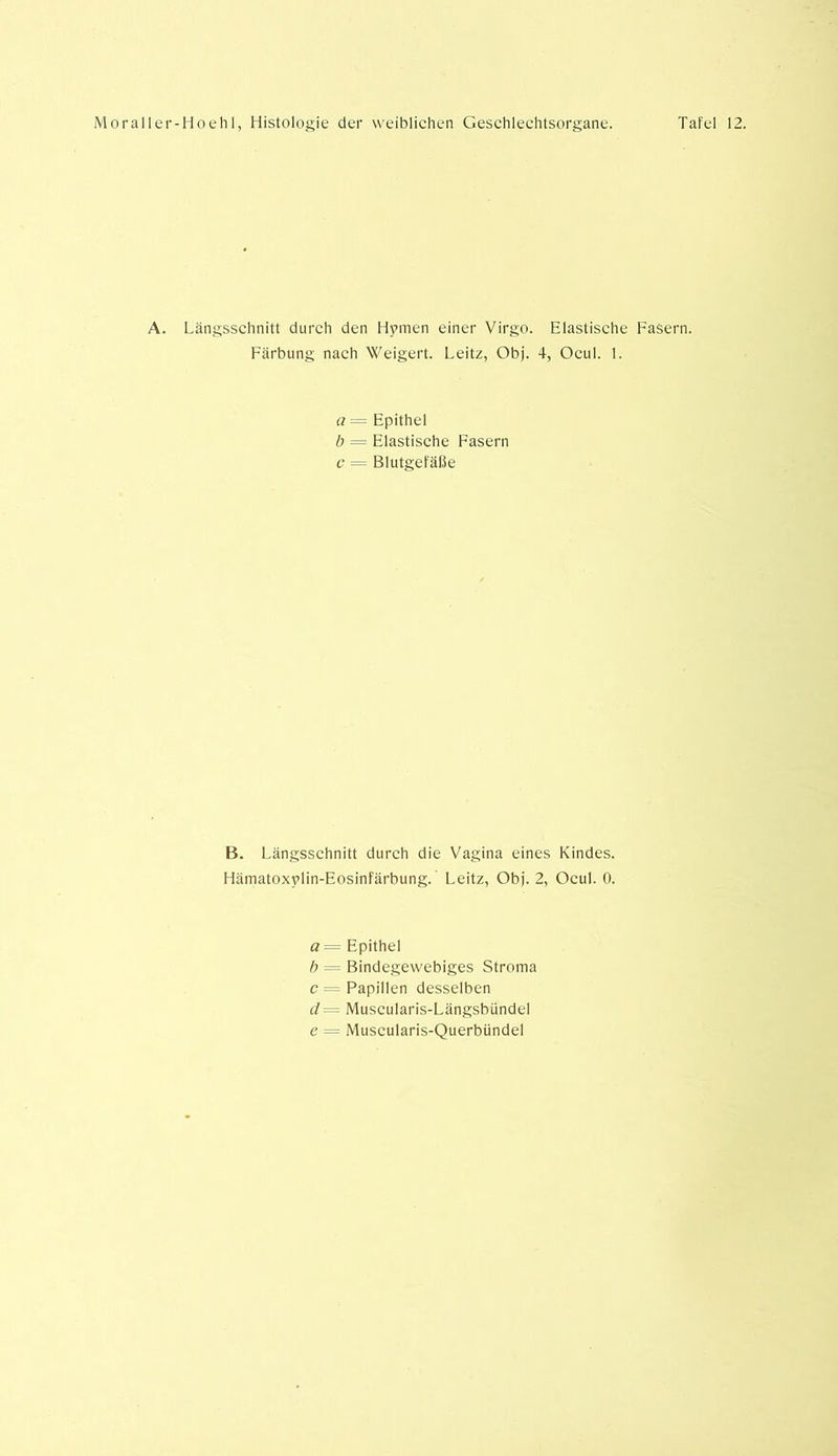 A. Längsschnitt durch den Hymen einer Virgo. Elastische Fasern. Färbung nach Weigert. Leitz, Obj. 4, Ocul. 1. a = Epithel b = Elastische Fasern c = Blutgefäße B. Längsschnitt durch die Vagina eines Kindes. Hämatoxylin-Eosinfärbung. Leitz, Obj. 2, Ocul. 0. a= Epithel b = Bindegewebiges Stroma c = Papillen desselben cl = Muscularis-Längsbündel e = Muscularis-Querbiindel