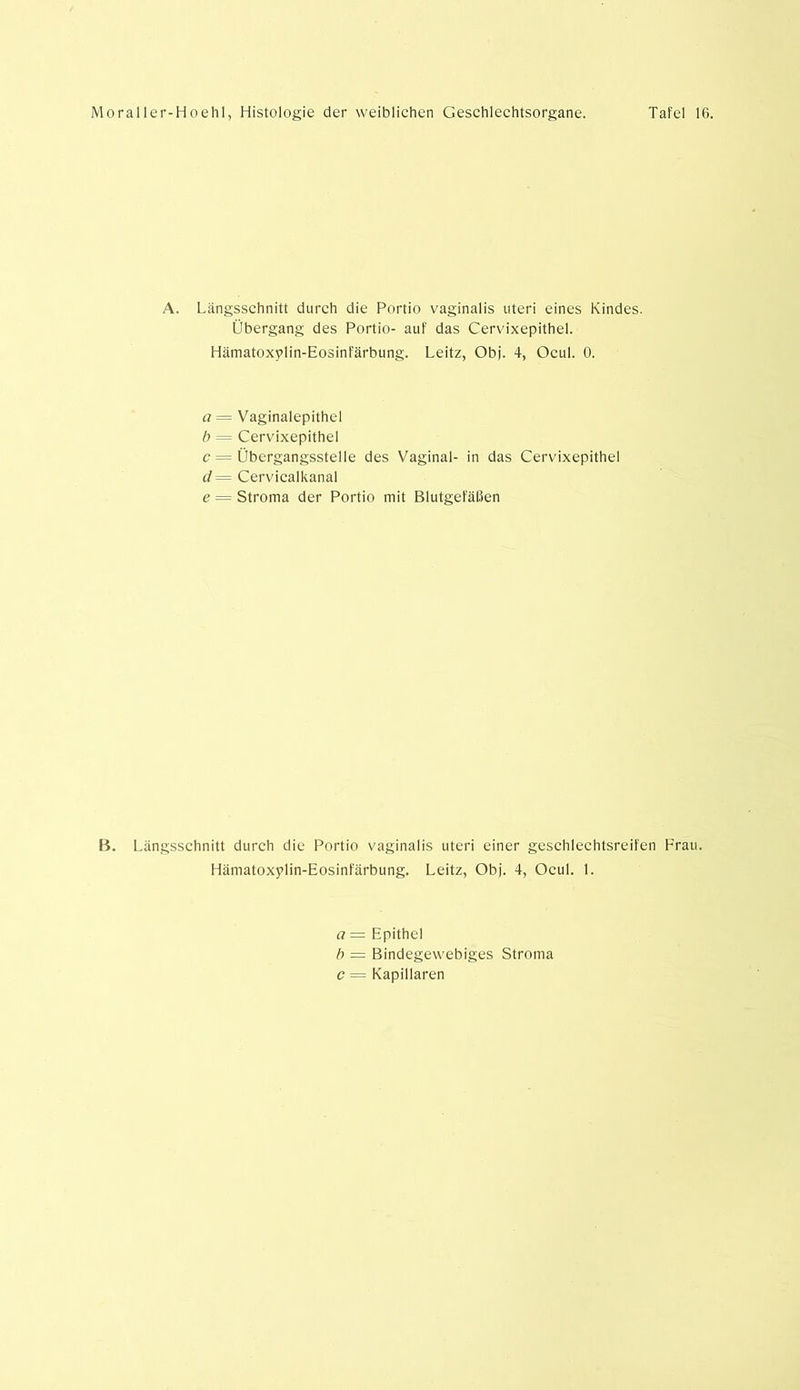 A. Längsschnitt durch die Portio vaginalis uteri eines Kindes. Übergang des Portio- auf das Cervixepithel. Hämatoxylin-Eosinfärbung. Leitz, Obj. 4, Ocul. 0. a = Vaginalepithel b = Cervixepithel c = Übergangsstelle des Vaginal- in das Cervixepithel d= Cervicalkanal e = Stroma der Portio mit Blutgefäßen B. Längsschnitt durch die Portio vaginalis uteri einer geschlechtsreifen Frau. Hämatoxylin-Eosinfärbung. Leitz, Obj. 4, Ocul. 1. a = Epithel b — Bindegewebiges Stroma c = Kapillaren
