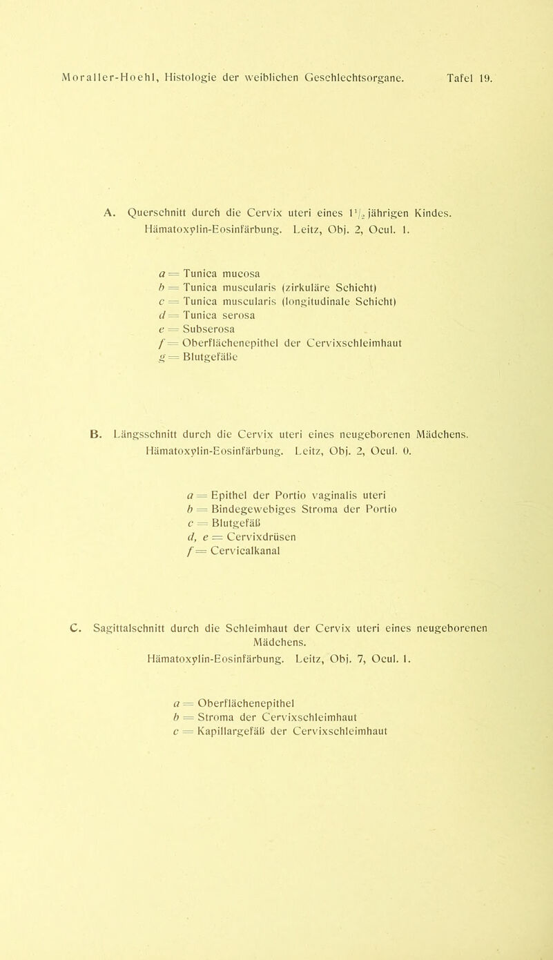 A. Querschnitt durch die Cervix Uteri eines l1/., jährigen Kindes. Hämatoxylin-Eosinfärbung. Leitz, Obj. 2, Ocul. 1. a = Tunica mucosa b = Tunica muscularis (zirkuläre Schicht) c = Tunica muscularis (longitudinale Schicht) d = Tunica serosa e = Subserosa /'- Oberflächenepithel der Cervixschleimhaut g= Blutgefäße B. Längsschnitt durch die Cervix Uteri eines neugeborenen Mädchens. Hämatoxylin-Eosinfärbung. Leitz, Ob]'. 2, Ocul. 0. a = Epithel der Portio vaginalis uteri b = Bindegewebiges Stroma der Portio c = Blutgefäß d, e — Cervixdrüsen /= Cervicalkanal C. Sagittalschnitt durch die Schleimhaut der Cervix uteri eines neugeborenen Mädchens. Hämatoxylin-Eosinfärbung. Leitz, Obj. 7, Ocul. 1. a = Oberflächenepithel b = Stroma der Cervixschleimhaut c = Kapillargefäß der Cervixschleimhaut