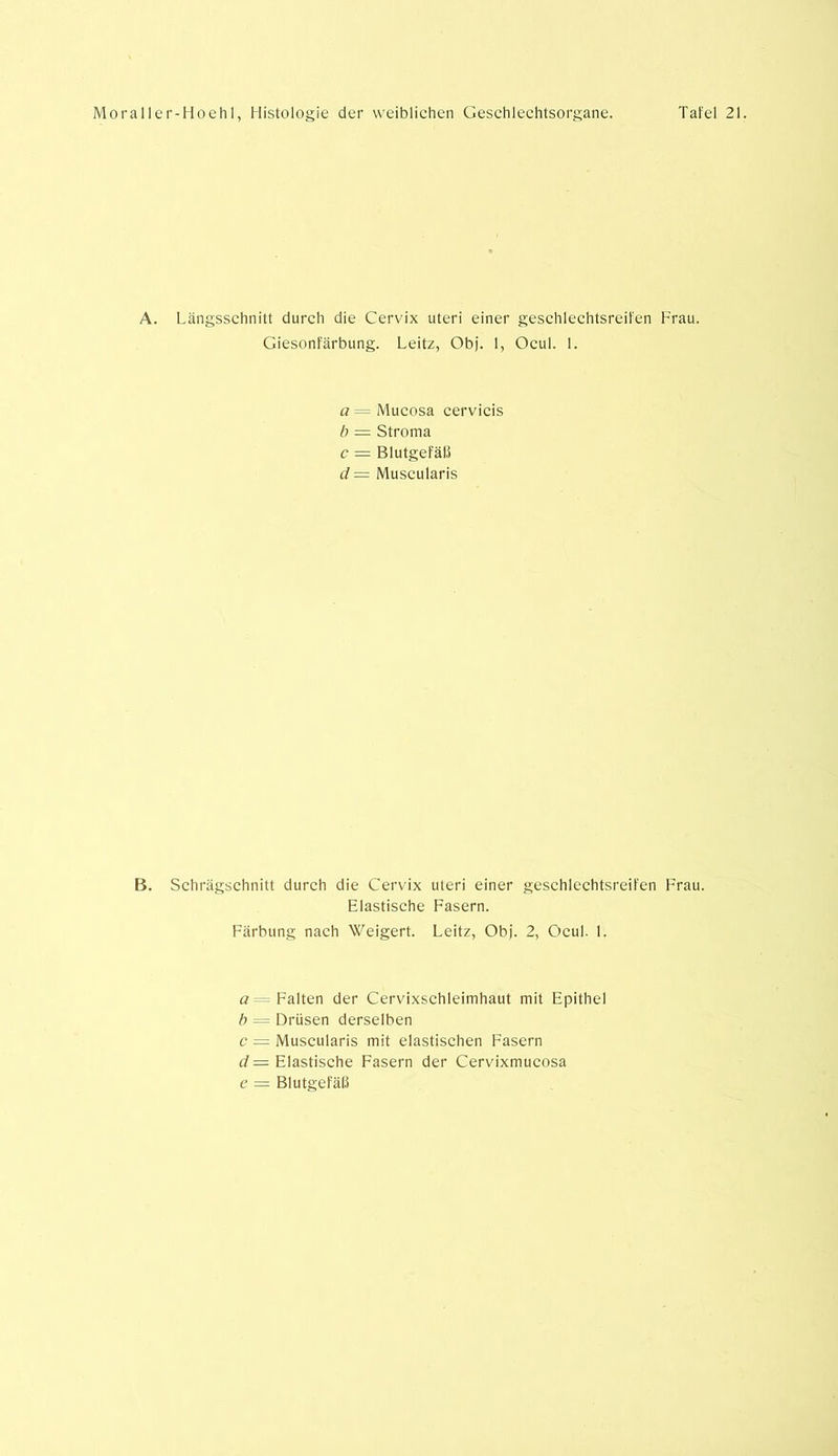 A. Längsschnitt durch die Cervix Uteri einer gesehlechtsreifen Frau. Giesonfärbung. Leitz, Ob). 1, Ocul. 1. a = Mucosa cervicis b — Stroma c = Blutgefäß d — Muscularis B. Schrägschnitt durch die Cervix Uteri einer gesehlechtsreifen Frau. Elastische Fasern. Färbung nach Weigert. Leitz, Ob). 2, Ocul. 1. a Falten der Cervixschleimhaut mit Epithel b = Drüsen derselben c = Muscularis mit elastischen Fasern d — Elastische Fasern der Cervixmucosa e = Blutgefäß