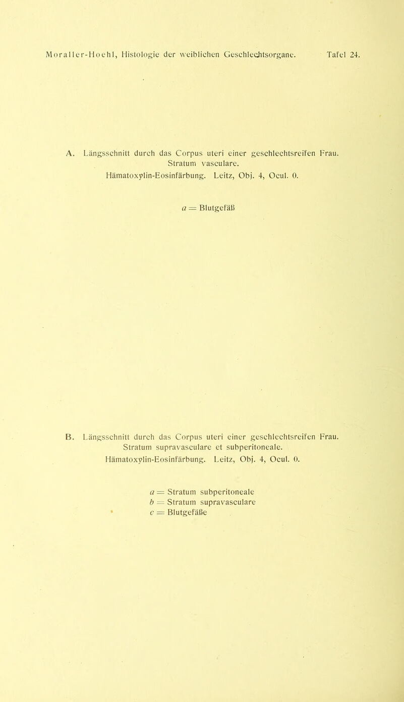 A. Längsschnitt durch das Corpus Uteri einer geschlechtsreifen Frau. Stratum vasculare. Hämatoxylin-Eosinfärbung. Leitz, Obj. 4, Ocul. 0. a = Blutgefäß B. Längsschnitt durch das Corpus Uteri einer geschlechtsreifen Frau. Stratum supravasculare et subperitoneale. Hämatoxylin-Eosinfärbung. Leitz, Obj. 4, Ocul. 0. a= Stratum subperitoneale b = Stratum supravasculare c = Blutgefäße