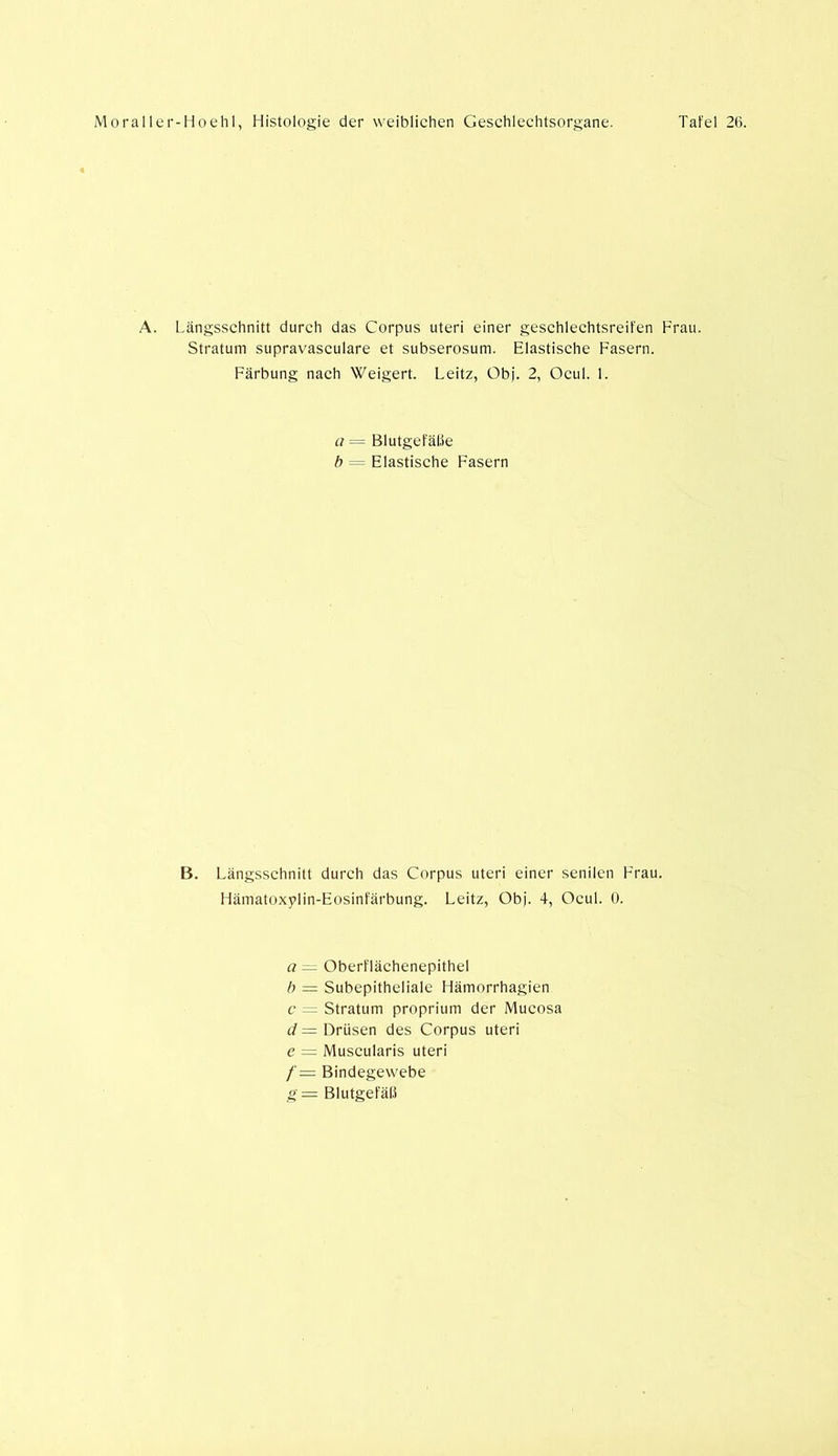 A. Längsschnitt durch das Corpus Uteri einer geschlechtsreifen Frau. Stratum supravasculare et subserosum. Elastische Fasern. Färbung nach Weigert. Leitz, Obj. 2, Ocul. 1. a = Blutgefäße b = Elastische Fasern B. Längsschnitt durch das Corpus Uteri einer senilen Frau. Hämatoxplin-Eosinfärbung. Leitz, Obj. 4, Ocul. 0. a — Oberflächenepithel b = Subepitheliale I lämorrhagien c - Stratum proprium der Mucosa d = Drüsen des Corpus uteri e = Muscularis uteri f — Bindegewebe g = Blutgefäß