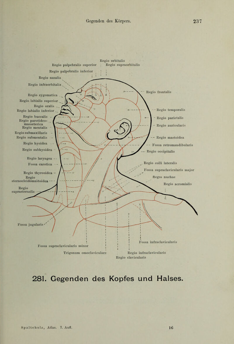 281. Gegenden des Kopfes und Halses. Regio orbitalis Regio supraorbitalis Regio palpebralis superior Regio palpebralis inferior Regio nasalis Regio infraorbital is _ \ Regio zygomatica . Regio labialis superior Regio oralis Regio labialis inferior _ Regio buccalis - Regio parotideo- masseterica Regio mentalis - Regio submaxillaris - Regio submentalis - - Regio hyoidea Regio subhyoidea Regio laryngea Fossa carotica Regio thyreoidea Regio sternocleidomastoidea - - Regio suprasternalis ■ Regio frontalis - - Regio temporalis - Regio parietalis - Regio auricularis -- Regio mastoidea — Fossa retromandibularis ■ Regio occipitalis Regio colli lateralis Fossa supraclavicularis major Regio nuchae Regio aeromialis Fossa jugularis' I | ! i Fossa supraclavicularis rainor Trigonum oinoclaviculare l I i i i i i Fossa infraclavicularis 1 | ■ i Regio infraclavicularis Regio clavicularis Spalte holz, Atlas. 7. Aufl. 16
