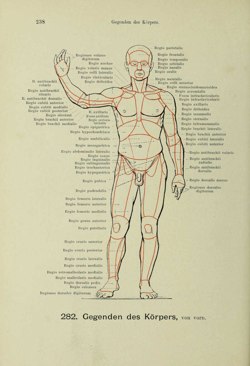 R. antibrachii volaris Regio antibrachii ulnaris R. antibrachii dorsalis Regio cubiti anterior Regio cubiti medialis Regio cubiti posterior Regio olecrani Regio brachii anterior Regio brachii medialis Regio parietalis Regio frontalis Regio temporalis Regio orbitalis - Regio nasalis Regio oralis Regio mentalis . Regio colli anterior - Regio sternocleidomastoidea -- Regio acromialis Fossa infraclavicularis Regio infraclavicularis Regio axillaris Regio deltoidea Regio mammalis • Regio sternalis ' Regio inframammalis - Regio brachii lateralis - Regio brachii anterior -Regio cubiti lateralis Regio cubiti anterior — Regio antibrachii volaris Regio antibrachii radialis Regio antibrachii dorsalis - Regio dorsalis manus --jf Regiones dorsales  digitorum Regio femoris lateralis Regio femoris anterior Regio cruris anterior Regio cruris posterior Regio cruris lateralis Regio cruris medialis Regio retromalleolaris medialis Regio malleolaris medialis Regio dorsalis pedis Regio calcanea Regiones dorsales digitorum 282. Gegenden des Körpers, von vorn.