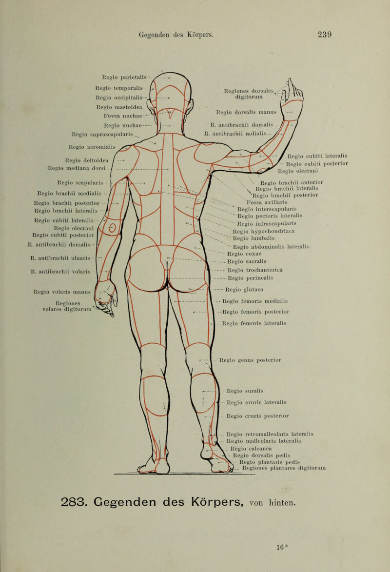 Regio parietalis Regio temporalis- Regio occipitalis Regio inastoidea Fovea nuchae  Regio nuchae-- Regio suprascapularis. Regio acromialis - Regio deltoidea Regio mediana dorsi Regio scapularis - Regio brachii medialis -- Regio brachii posterior Regio brachii lateralis -- Regio cubiti lateralis - Regio olecrani Regio cubiti posterior R. antibrachii dorsalis - R. antibrachii ulnaris - R. antibrachii volaris Regio volaris manus Regiones volares digitorum Regio cubiti lateralis Regio cubiti posterior r - Regio olecrani Regio brachii anterior Regio brachii lateralis Regio brachii posterior Fossa axillaris Regio interscapularis ' Regio pectoris lateralis ''Regio infrascapularis Regio hypochondriaca ~' Regio lumbalis '' Regio abdominalis lateralis Regio coxae Regio sacralis Regio trochanterica Regio perinealis Regio femoris medialis Regio femoris posterior Regio femoris lateralis Regio suralis Regio cruris lateralis Regio cruris posterior Regio retromalleolaris lateralis Regio malleolaris lateralis Regio calcanea Regio dorsalis pedis Regio plantaris pedis Regiones plantares digitorum 283. Gegenden des Körpers, von hinten. 16 *