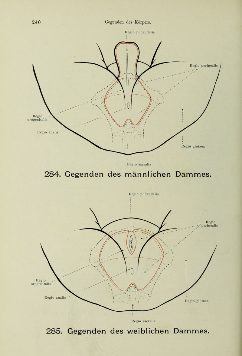 Regio pudendalis Regio pudendalis