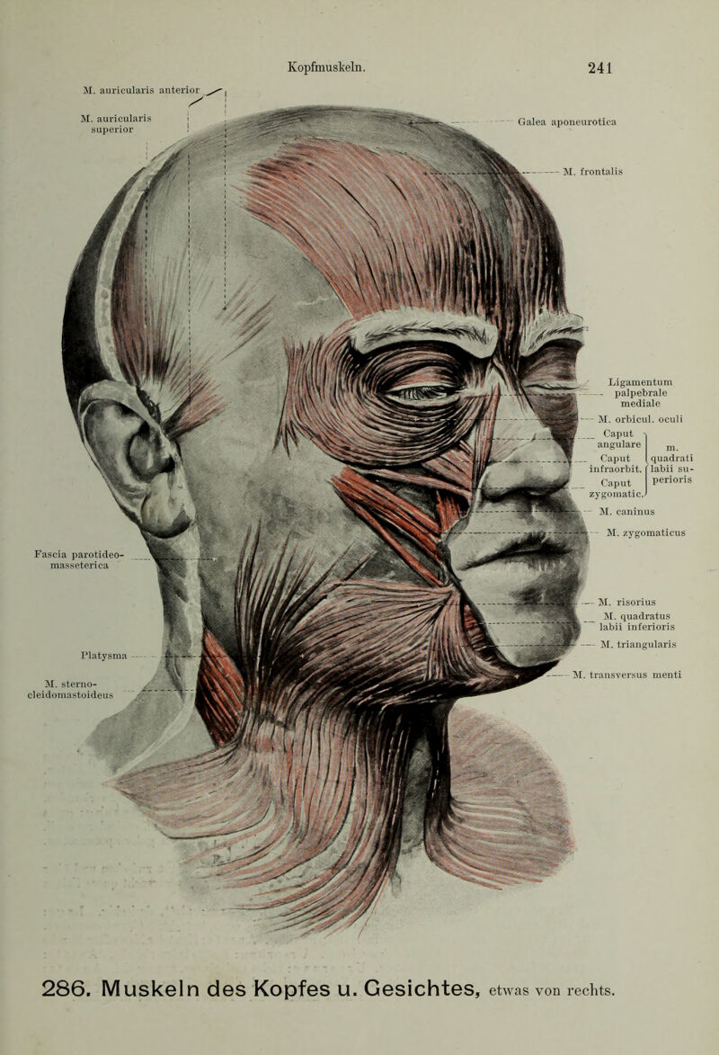 M. auricularis anterior M. frontalis M. auricularis superior Galea aponeurotica Fascia parotideo- masseterica Platysma M. sterno- eleidomastoideus Ligamentum palpebrale mediale M. orbicul. oculi Caput -| angulare m Caput 1 quadrati infraorbit. flabii su- Caput perioris zygomatic.J M. caninus - M. zygomaticus — M. risorius M. quadratus labii inferioris — M. triangularis M. transversus menti 286. Muskeln des Kopfes u. Gesichtes, etwas von rechts.