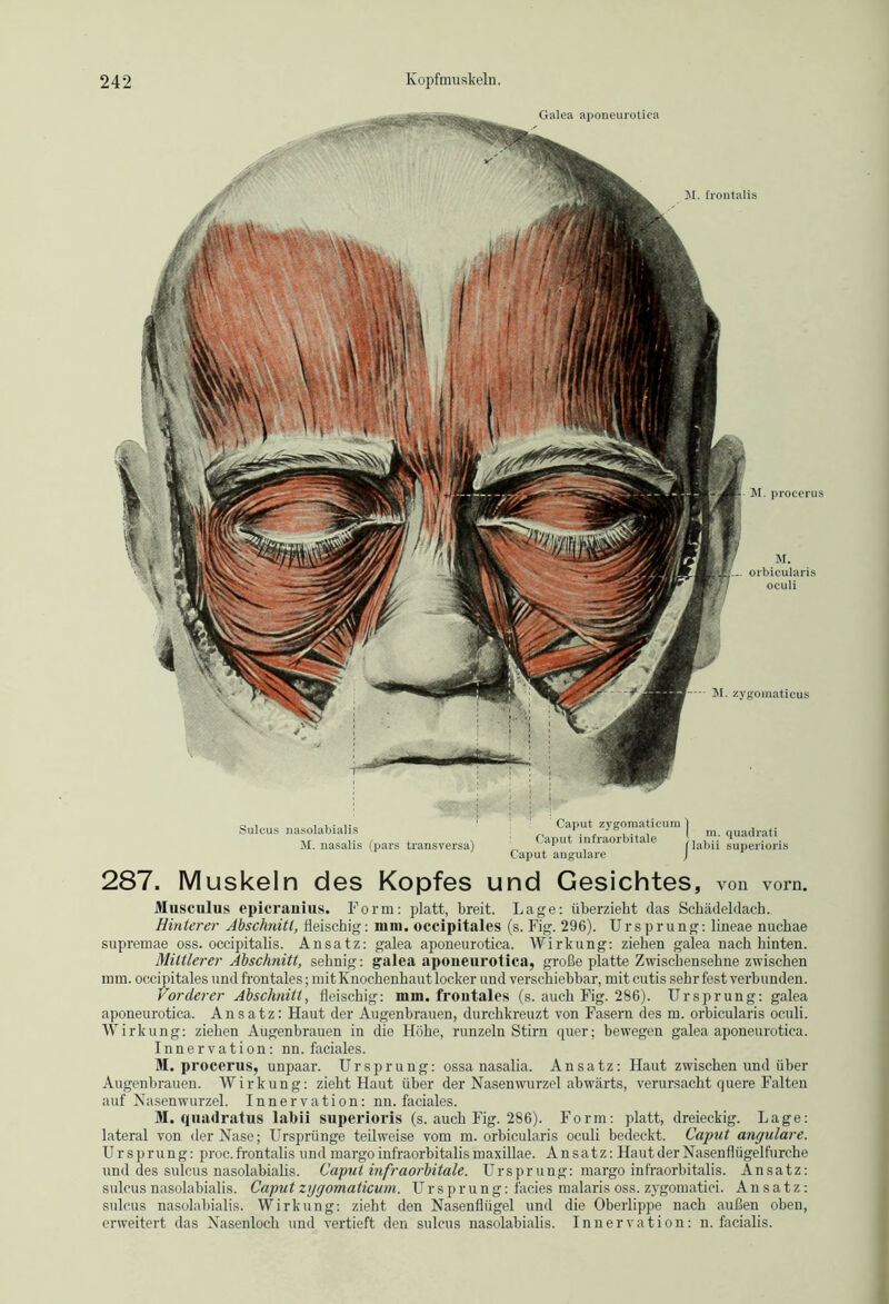 Galea aponeurotica M. frontalis M. procerus M. orbicularis oculi - M. zygomaticus Sulcus nasolabialis M. nasalis (pars transversa) 287. Muskeln des Kopfes u Caput, zygomatieum 1 Caput infraorbitale ; Caput angulare J nd Gesichtes m. quadrati labii superioris , von vorn. AIusculus epicranius. Form: platt, breit. Lage: überzieht das Schädeldach. Hinterer Abschnitt, fleischig: mm. occipitales (s. Fig. 296). Ursprung: lineae nuchae supremae oss. occipitalis. Ansatz: galea aponeurotica. Wirkung: ziehen galea nach hinten. Mittlerer Abschnitt, sehnig: galea aponeurotica, große platte Zwischensehne zwischen mm. occipitales und frontales; mit Knochenhaut locker und verschiebbar, mit cutis sehr fest verbunden. Vorderer Abschnitt, fleischig: mm. frontales (s. auch Fig. 286). Ursprung: galea aponeurotica. Ansatz: Haut der Augenbrauen, durchkreuzt von Fasern des m. orbicularis oculi. Wirkung: ziehen Augenbrauen in die Höhe, runzeln Stirn quer; bewegen galea aponeurotica. Innervation: nn. faciales. M. procerus, unpaar. Ursprung: ossa nasalia. Ansatz: Haut zwischen und über Augenbrauen. Wirkung: zieht Haut über der Nasenwurzel abwärts, verursacht quere Falten auf Nasenwurzel. Innervation: nn. faciales. M. qnadratus labii superioris (s. auch Fig. 286). Form: platt, dreieckig. Lage: lateral von der Nase; Ursprünge teilweise vom m. orbicularis oculi bedeckt. Caput angulare. Ursprung: proc. frontalis und rnargo infraorbitalis maxillae. Ansatz: Haut der Nasenflügelfurche und des sulcus nasolabialis. Caput infraorbitale. Ursprung: margo infraorbitalis. Ansatz: sulcus nasolabialis. Caput zygomatieum. Ursprung: facies malaris oss. zygomatici. Ansatz: sulcus nasolabialis. Wirkung: zieht den Nasenflügel und die Oberlippe nach außen oben, erweitert das Nasenloch und vertieft den sulcus nasolabialis. Innervation: n. facialis.