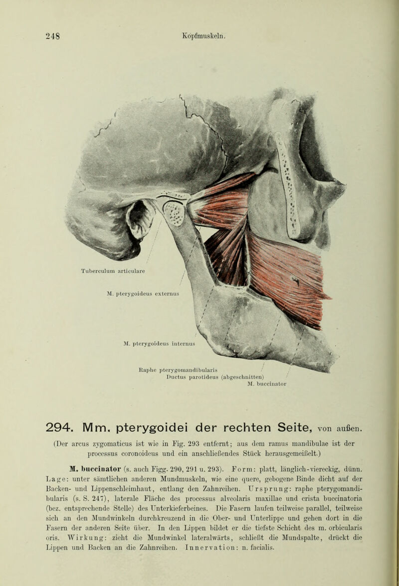 M. pterygoideus internus Kap he pterygomandibularis Ductus parotideus (abgeschnitten) M. buccinator Tuberculum articulare M. pterygoideus externus 294. Mm. pterygoidei der rechten Seite, von außen. (Der arcus zygomaticus ist wie in Fig. 293 entfernt; aus dem ramus mandibulae ist der processus coronoideus und ein anschließendes Stück herausgemeißelt.) M. buccinator (s. auch Figg. 290, 291 u. 293). Form: platt, länglich-viereckig, dünn. Lage: unter sämtlichen anderen Mundmuskeln, wie eine quere, gebogene Binde dicht auf der Backen- und Lippenschleimhaut, entlang den Zahnreihen. Ursprung: raphe pterygomandi- bularis (s. S. 247), laterale Fläche des processus alveolaris maxillae und crista buccinatoria (bez. entsprechende Stelle) des Unterkieferbeines. Die Fasern laufen teilweise parallel, teilweise sich an den Mundwinkeln durchkreuzend in die Ober- und Unterlippe und gehen dort in die Fasern der anderen Seite über. In den Lippen bildet er die tiefste Schicht des m. orbicularis oris. Wirkung: zieht die Mundwinkel lateralwärts, schließt die Mundspalte, drückt die Lippen und Backen an die Zahnreihen. Innervation: n. facialis.