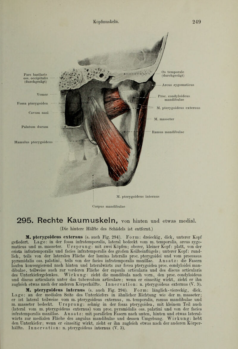 Hamulus pterygoideus M. pterygoideus internus Pars basilaris oss. occipitalis — (durchgesägt) Os temporale (durchgesägt) — Arcus zygomaticus V omer Fossa pterygoidea Cavum nasi Palatum durum . Proc. coiulyloideus mandibulae M. pterygoideus externus - - M. masseter  Ramus mandibulae Corpus mandibulae 295. Rechte Kaumuskeln, von hinten und etwas medial. (Die hintere Hälfte des Schädels ist entfernt.) M. pterygoideus externus (s. auch Fig. 294). Form: dreieckig, dick, unterer Kopf gefiedert. Lage: in der fossa infratemporalis, lateral bedeckt vom m. temporalis, arcus zygo- maticus und m. masseter. Ursprung: mit zwei Köpfen; oberer, kleiner Kopf: platt, von der crista infratemporalis und facies infratemporalis des großen Keilbeinflügels; unterer Kopf: rund- lich, teils von der lateralen Fläche der lamina lateralis proc. pterygoidei und vom processus pyramidalis oss. palatini, teils von der facies infratemporalis maxillae. Ansatz: die Fasern laufen konvergierend nach hinten und lateralwärts zur fovea pterygoidea proc. condyloidei man- dibulae, teilweise auch zur vorderen Fläche der capsula articularis und des discus articularis des Unterkiefergelenkes. Wirkung: zieht die mandibula nach vom, den proc. condyloideus und discus articularis unter das tuberculum articulare; wenn er einseitig wirkt, zieht er ihn zugleich etwas nach der anderen Körperhälfte. Innervation: n. pterygoideus externus (V. 3). M. pterygoideus internus (s. auch Fig. 294). Form: länglich-viereckig, dick. Lage: an der medialen Seite des Unterkiefers in ähnlicher Richtung wie der m. masseter; er ist lateral teilweise vom m. pterygoideus externus, m. temporalis, ramus mandibulae und m. masseter bedeckt. Ursprung: sehnig in der fossa pterygoidea, mit kleinem Teil auch (lateral vom m. pterygoideus externus) vom proc. pyramidalis oss. palatini und von der facies infratemporalis maxillae. Ansatz: mit parallelen Fasern nach unten, hinten und etwas lateral- wärts zur medialen Fläche des angulus mandibulae und dessen Umgebung. Wirkung: hebt den Unterkiefer; wenn er einseitig wirkt, zieht er ihn zugleich etwas nach der anderen Körper- hälfte. Innervation: n. pterygoideus internus (V. 3).