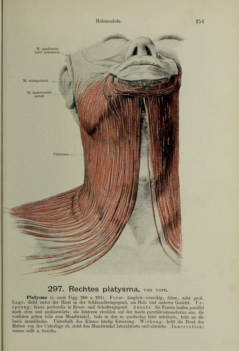 297. Rechtes platysma, von vorn. Platysma (s. auch Figg. 286 u. 291). Form: länglich-viereckig, dünn, sehr groß. Lage: dicht unter der Haut in der Schlüsselheingegend, am Hals und unteren Gesicht. Ur- sprung: fascia pectoralis in Brust- und Schultergegend. Ansatz: die Fasern laufen parallel nach oben und medianwärts; die hinteren strahlen auf der fascia parotideomasseterica aus, die vorderen gehen teils zum Mundwinkel, teils in den m. quadratus labii inferioris, teils an die basis mandibulae. Unterhalb des Kinnes häufig Kreuzung. Wirkung: hebt die Haut des Halses von der Unterlage ab, zieht den Mundwinkel lateralwärts und abwärts. Innervation: ramus colli n. facialis.