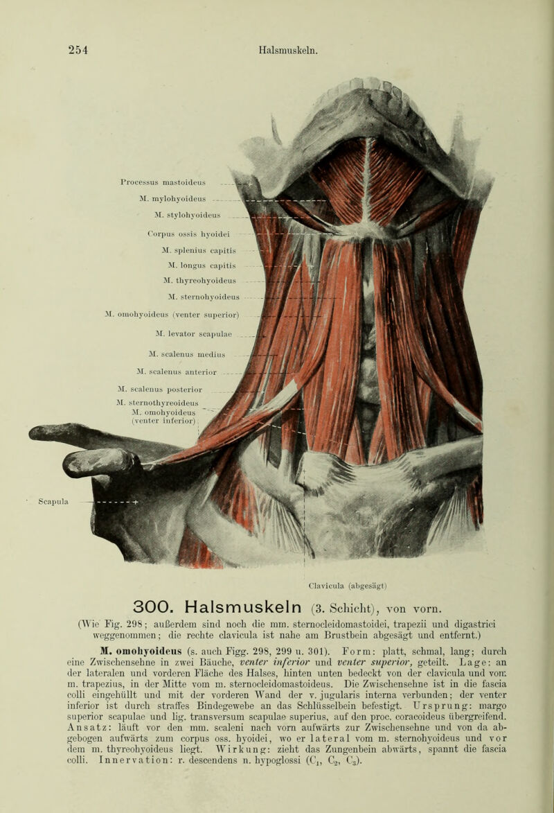 Processus mastoideus M. mylohyoideus -- M. stylohyoideus Corpus ossis hyoidei M. splenius capitis M. longus capitis M. thyreohyoideus M. sternohyoideus M. omohyoideus (venter superior) M. levator scapulae M. scalenus medius M. scalenus anterior - M. scalenus posterior M. sternothyreoideus M. omohyoideus Scapula Clavicula (abgesägt) 300. Halsmuskeln (3. Schicht), von vorn. (Wie Fig. 298; außerdem sind noch die mm. sternocleidomastoidei, trapezii und digastrici weggenommen; die reckte clavicula ist nahe am Brustbein abgesägt und entfernt.) M. omohyoideus (s. auch Figg. 298, 299 u. 301). Form: platt, schmal, lang; durch eine Zwischensehne in zwei Bäuche, venter inferior und venter superior, geteilt. Lage: an der lateralen und vorderen Fläche des Halses, hinten unten bedeckt von der clavicula und vom m. trapezius, in der Mitte vom m. sternocleidomastoideus. Die Zwischensehne ist in die fascia colli eingehüllt und mit der vorderen Wand der v. jugularis interna verbunden; der venter inferior ist durch straffes Bindegewebe an das Schlüsselbein befestigt. Ursprung: margo superior scapulae und lig. transversum scapulae superius, auf den proc. coracoideus übergreifend. Ansatz: läuft vor den mm. scaleni nach vorn aufwärts zur Zwischensehne und von da ab- gebogen aufwärts zum corpus oss. hyoidei, wo er lateral vom m. sternohyoideus und vor dem m. thyreohyoideus liegt. Wirkung: zieht das Zungenbein abwärts, spannt die fascia colli. Innervation: r. descendens n. hypoglossi (C,, C2, Cs).