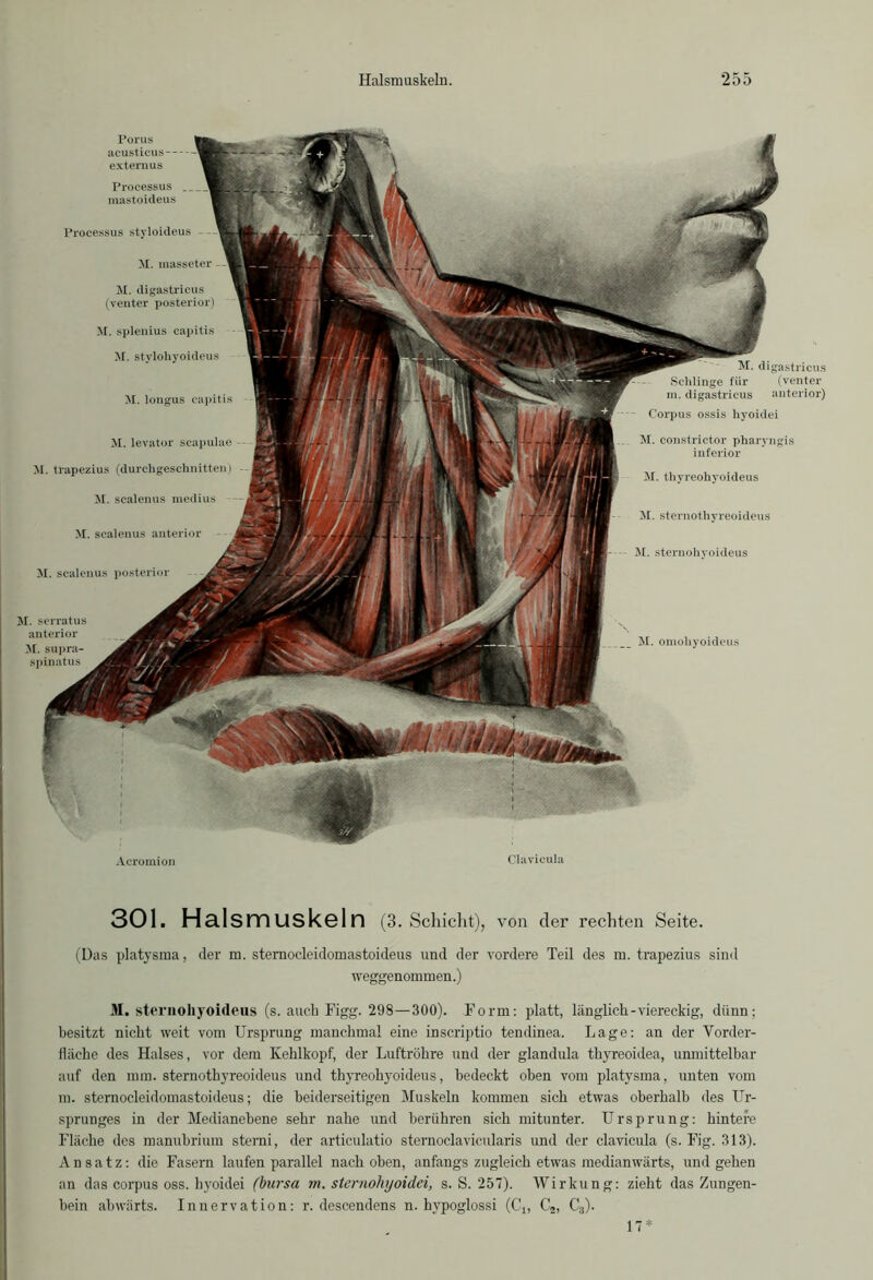 M. longus capitis M. scalenus anterior M. scalenus posterior M. serratus anterior M. supra spinatus Processus mastoideus Processus styloideus M. masseter - M. digastricus (venter posterior) M. splenius capitis M. stylohyoideus M. levator scapulae M. trapezius (durchgeschnitten) M. scalenus medius M. digastricus Schlinge für (venter m. digastricus anterior) Corpus ossis hyoidei M. constrictor pharyngis inferior M. thyreohyoideus M. sternothyreoideus M. sternohvoideus M. omohyoideus Porus acusticus extern us Acromion Clavicula 301. Halsmuskeln (3. Schicht), von der rechten Seite. (Das platysma, der m. sternocleidomastoideus und der vordere Teil des m. trapezius sind weggenommen.) M. sternoliyoideus (s. auch Figg. 298—300). Form: platt, länglich-viereckig, dünn; besitzt nicht weit vom Ursprung manchmal eine inscriptio tendinea. Lage: an der Vorder- fläche des Halses, vor dem Kehlkopf, der Luftröhre und der glandula thyreoidea, unmittelbar auf den mm. sternothyreoideus und thyreohyoideus, bedeckt oben vom platysma, unten vom m. sternocleidomastoideus; die beiderseitigen Muskeln kommen sich etwas oberhalb des Ur- sprunges in der Medianebene sehr nahe und berühren sich mitunter. Ursprung: hintere Fläche des manubrium sterni, der articulatio sternoclavicularis und der clavicula (s. Fig. 313). Ansatz: die Fasern laufen parallel nach oben, anfangs zugleich etwas medianwärts, und gehen an das corpus oss. hyoidei (bursa m. sternohyoidei, s. S. 257). Wirkung: zieht das Zungen- bein abwärts. Innervation: r. descendens n. hypoglossi (C„ C2, C3). 17 *