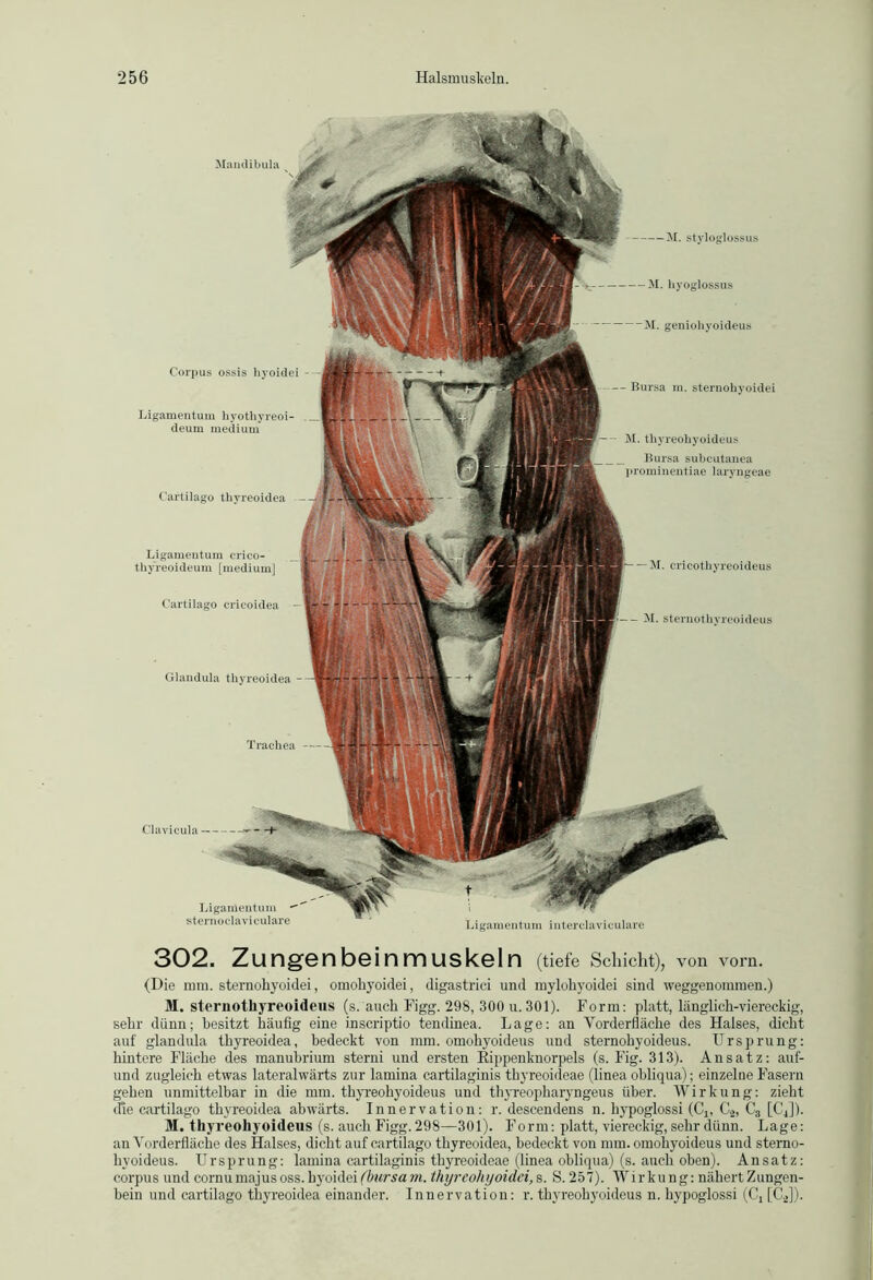 Mandibula Ligamentum interclaviculare Corpus ossis hyoidei Ligamentum hyotliyreoi- deum medium Ligamentum crico- thyreoideum [medium] Cartilago ericoidea Glandula thyreoidea Trachea Clavicula — Ligamentum ■ sternoclavieulare M. styloglossus — M. hyoglossus —M. genioliyoideus — M. ericothyreoideus M. sternothyreoideus Cartilago thyreoidea Bursa m. sternohyoidei M.thyreohyoideus Bursa subcutanea prominentiae laryngeae 302. Zungenbeinmuskeln (tiefe Schicht), von vorn. (Die mm. sternohyoidei, omohyoidei, digastrici und mylohyoidei sind weggenommen.) M. sternothyreoideus (s. auch Figg. 298, 300 u. 301). Form: platt, länglich-viereckig, sehr dünn; besitzt häufig eine inscriptio tendinea. Lage: an Vorderfläche des Halses, dicht auf glandula thyreoidea, bedeckt von mm. omohyoideus und sternohyoideus. Ursprung: hintere Fläche des manubrium sterni und ersten Rippenknorpels (s. Fig. 313). Ansatz: auf- und zugleich etwas lateralwärts zur lamina cartilaginis thyreoideae (linea obliqua); einzelne Fasern gehen unmittelbar in die mm. thyreohyoideus und thyreopharyngeus über. Wirkung: zieht die cartilago thyreoidea abwärts. Innervation: r. descendens n. hypoglossi (C,. C2, C3 [C4]). M. thyreohyoideus (s. auch Figg. 298—301). Form: platt, viereckig, sehr dünn. Lage: an Vorderfläche des Halses, dicht auf cartilago thyreoidea, bedeckt von mm. omohyoideus und sterno- hyoideus. Ursprung: lamina cartilaginis thyreoideae (linea obliqua) (s. auch oben). Ansatz: corpus und cornumajusoss.hyoidei(bursam. thyreohyoidei,s. S. 257). Wirkung: nähertZungen- bein und cartilago thyreoidea einander. Innervation: r. thyreohyoideus n. hypoglossi (C4 [CJ).