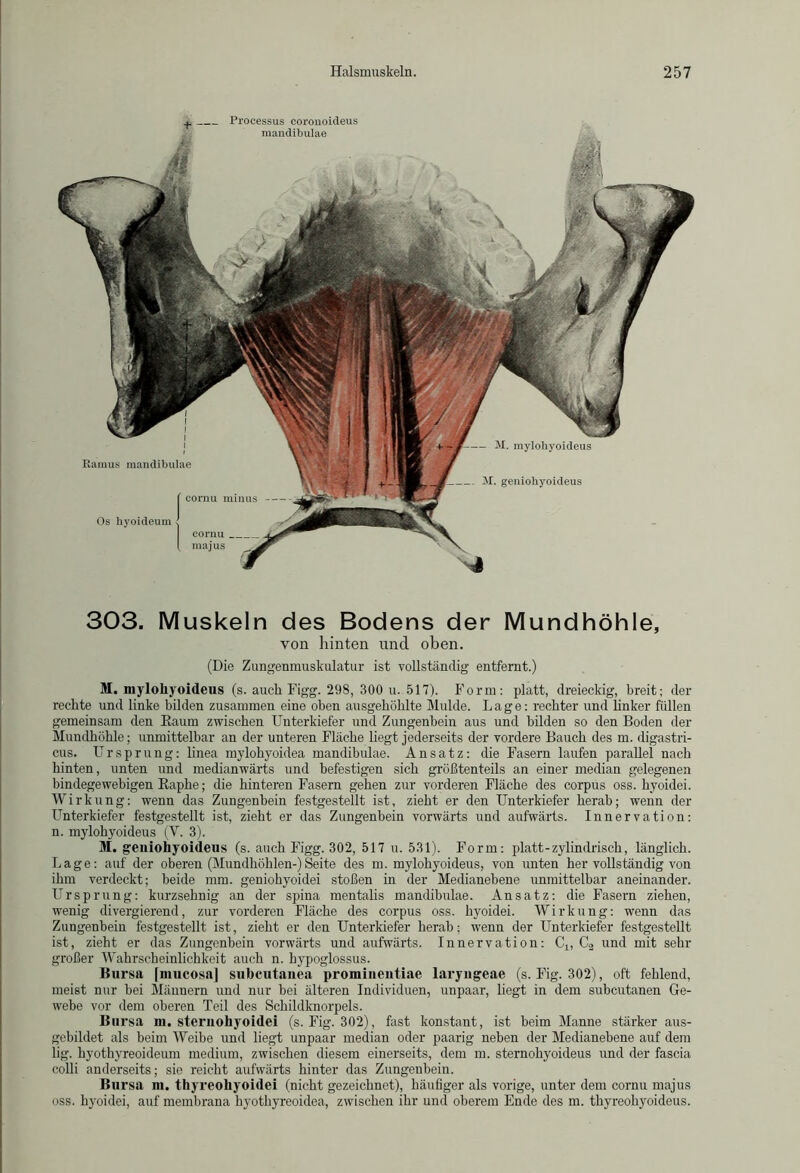 Ramus mandibulae cornu minus cornu _ majus Os hyoideum M. mylohyoideus M. geniohyoideus 303. Muskeln des Bodens der Mundhöhle, von hinten und oben. (Die Zungenmuskulatur ist vollständig entfernt.) M. mylohyoideus (s. auch Figg. 298, 300 u. 517). Form: platt, dreieckig, breit; der rechte und linke bilden zusammen eine oben ausgehöhlte Mulde. Lage: rechter und linker füllen gemeinsam den Kaum zwischen Unterkiefer und Zungenbein aus und bilden so den Boden der Mundhöhle; unmittelbar an der unteren Fläche liegt jederseits der vordere Bauch des m. digastri- cus. Ursprung: linea mylohyoidea mandibulae. Ansatz: die Fasern laufen parallel nach hinten, unten und medianwärts und befestigen sich größtenteils an einer median gelegenen bindegewebigen Eaphe; die hinteren Fasern gehen zur vorderen Fläche des corpus oss. hyoidei. Wirkung: wenn das Zungenbein festgestellt ist, zieht er den Unterkiefer herab; wenn der Unterkiefer festgestellt ist, zieht er das Zungenbein vorwärts und aufwärts. Innervation: n. mylohyoideus (Y. 3). M. geniohyoideus (s. auch Figg. 302, 517 u. 531). Form: platt-zylindrisch, länglich. Lage: auf der oberen (Mundhöhlen-)Seite des m. mylohyoideus, von unten her vollständig von ihm verdeckt; beide mm. geDiohyoidei stoßen in der Medianebene unmittelbar aneinander. Ursprung: kurzsehnig an der spina mentalis mandibulae. Ansatz: die Fasern ziehen, wenig divergierend, zur vorderen Fläche des corpus oss. hyoidei. Wirkung: wenn das Zungenbein festgestellt ist, zieht er den Unterkiefer herab; wenn der Unterkiefer festgestellt ist, zieht er das Zungenbein vorwärts und aufwärts. Innervation: Cl5 C2 und mit sein- großer Wahrscheinlichkeit auch n. hypoglossus. Bursa [mucosa] subcutanea promineutiae laryngeae (s. Fig. 302), oft fehlend, meist nur bei Männern und nur bei älteren Individuen, unpaar, liegt in dem subcutanen Ge- webe vor dem oberen Teil des Schildknorpels. Bursa m. sternohyoidei (s. Fig. 302), fast konstant, ist beim Manne stärker aus- gebildet als beim Weibe und liegt unpaar median oder paarig neben der Medianebene auf dem lig. hyothyreoideum medium, zwischen diesem einerseits, dem m. sternohyoideus und der fascia colli anderseits; sie reicht aufwärts hinter das Zungenbein. Bursa m. thyreoliyoidei (nicht gezeichnet), häufiger als vorige, unter dem cornu majus oss. hyoidei, auf membrana hyothyreoidea, zwischen ihr und oberem Ende des m. thyreohyoideus.