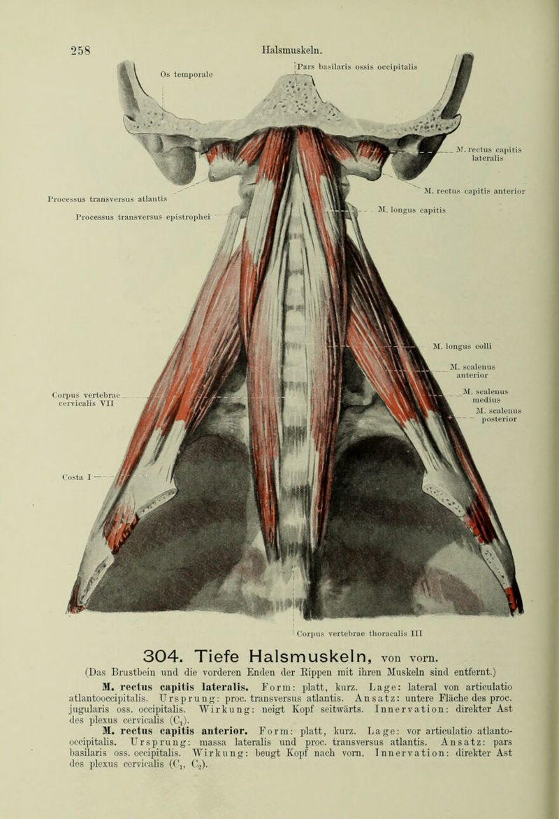 Costa I — - M. rectus capitis lateralis M. longus colli M. scalenus anterior Corpus vertebrae cervicalis Yli Processus transversus atlantis Processus transversus epistrophei  M. rectus capitis anterior M. longus capitis M. scalenus medius M. scalenus posterior 1 Corpus vertebrae thoracalis III 304. Tiefe Halsmuskeln, von vorn. (Das Brustbein und die vorderen Enden der Kippen mit ihren Muskeln sind entfernt.) M. rectus capitis lateralis. Form: platt, kurz. Lage: lateral von articulatio atlantooccipitalis. Ursprung: proc. transversus atlantis. Ansatz: untere Fläche des proc. jugularis oss. occipitalis. Wirkung: neigt Kopf seitwärts. Innervation: direkter Ast des plexus cervicalis (CO. M. rectus capitis anterior. Form: platt, kurz. Lage: vor articulatio atlanto- occipitalis. Ursprung: massa lateralis und proc. transversus atlantis. Ansatz: pars basilaris oss. occipitalis. Wirkung: beugt Kopf nach vorn. Innervation: direkter Ast des plexus cervicalis (C,, C2).