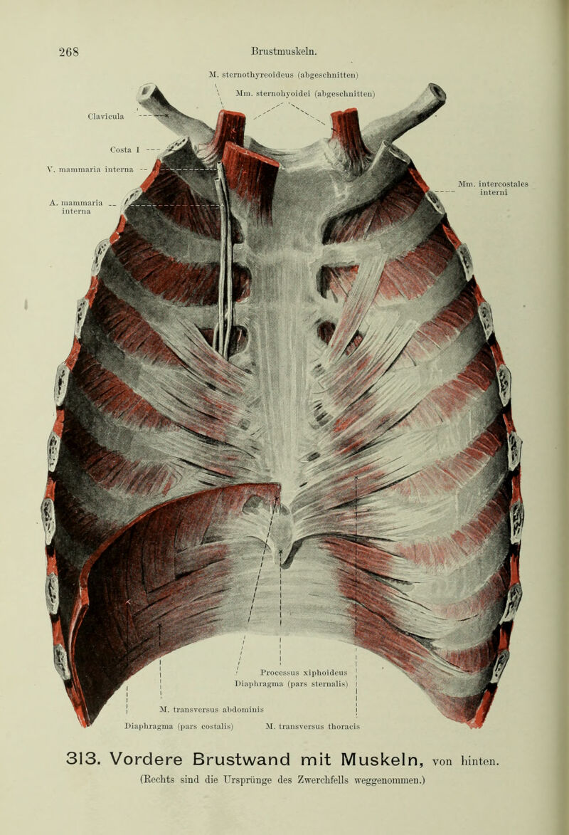 interni A. mammaria interna Processus xiphoideus Diaphragma (pars sternalis) M. transversus abdomini: M. transversus thoraci: gma Clavicula M. sternothyreoideus (abgeschnitten) \ \ Mm. sternohyoidei (abgeschnitten) 313. Vordere Brustwand mit Muskeln, von hinten (Rechts sind die Ursprünge des Zwerchfells weggenommen.)