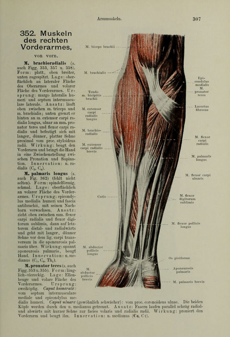 von vorn. M. brachioradialis (s. auch Figg. 353, 357 u. 358). Form: platt, oben breiter, unten zugespitzt. Lage: ober- flächlich an lateraler Fläche des Oberarmes und volarer Fläche des Vorderarmes. Ur- sprung: margo lateralis hu- meri und septum intermuscu- lare laterale. Ansatz: läuft oben zwischen m. triceps und m. brachialis; unten grenzt er hinten an m. extensor carpi ra- dialis longus, ulnar an mm. pro- nator teres und flexor carpi ra- dialis und befestigt sich mit langer, dünner, platter Sehne proximal vom proc. styloideus radii. Wirkung: beugt den Vorderarm und bringt die Hand in eine Zwischenstellung zwi- M. brachialis Tendo bicipitis brachii M. extensoi carpi radialis longus braclno- radialis M. extensor carpi radialis brevis Cutis M. abductor pollicis longus abductor pollicis brevis Epi- condylus medialis M. - pronator teres Lacertus fibrosus M. flexor carpi radialis M. palmaris longus M. flexor carpi ulnaris M. flexor digitorum sublimis M. flexor pollicis longus sehen Pronation und Supina- tion. Innervation: n. ra- dialis (C5, C„). M. palmaris longus (s. auch Fig. 362) (fehlt nicht selten). Form: spindelförmig, schmal. Lage: oberflächlich an volarer Fläche des Vorder- armes. Ursprung: epicondy- lus medialis humeri und fascia antibrachii, mit seinen Nach- barn verwachsen. Ansatz: zieht oben zwischen mm. flexor carpi radialis und flexor digi- torum sublimis, dann auf letz- terem distal- und radialwärts und geht mit langer, dünner Sehne vor dem lig. carpi trans- versum in die aponeurosis pal- maris über. Wirkung: spannt aponeurosis palmaris, beugt Hand. Innervation: n.me- dianus (C„ C8, Th,). M. pronator teres (s. auch Figg. 353 u.355). Form:läng- lich-viereckig. Lage: Ellen- beuge und volare Fläche des Vorderarmes. U r s p r ung: zweiköpfig. Caput Immerale: vom septum intermusculare mediale und epicondylus me- dialis humeri. Caput ulnare (gewöhnlich schwächer): vom proc. coronoideus ulnae. Die beiden Köpfe werden durch den n. medianus getrennt. Ansatz: Fasern laufen parallel schräg radial- und abwärts mit kurzer Sebne zur facies volaris und radialis radii. Wirkung: proniert den Vorderarm und beugt ihn. Innervation: n. medianus (Ce, C7). Os pisiforme Aponeurosis palmaris M. palmaris brevis 352. Muskeln des rechten Vorderarmes, M. biceps brachii -