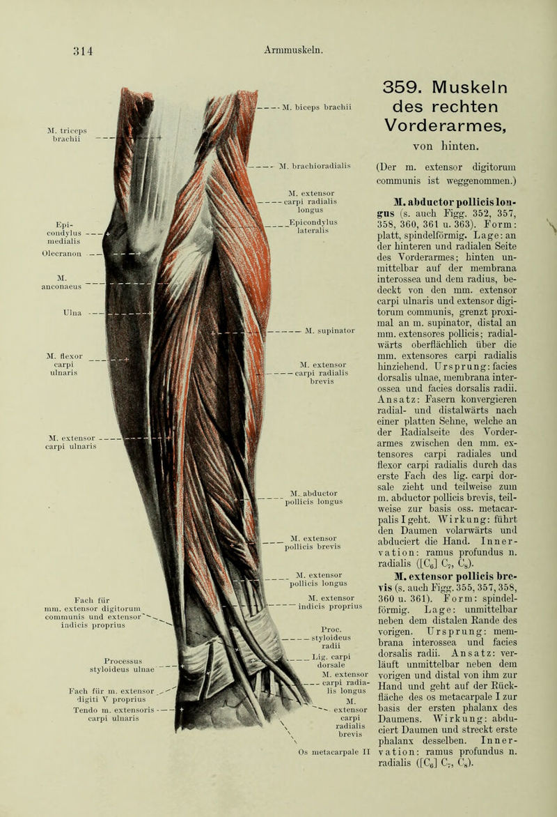M. brachioradialis M. extensor carpi ulnaris M. extensor pollicis brevis - M. biceps brachii M. triceps brachii M. abductor pollicis longus M. extensor carpi radialis longus Olecranon Ulna M. supinator M. extensor — carpi radialis brevis Fach für mm. extensor digitorum communis und extensor indicis proprius Processus styloideus ulnae Fach für m. extensor ^ digiti V proprius Tendo m. extensoris — carpi ulnaris Epi- condylus medialis _ _Epicondylus lateralis M. flexor carpi ulnaris M. extensor pollicis longus M. extensor indicis proprius Proc. — styloideus radii Lig. carpi dorsale M. extensor -- carpi radia- lis longus M.  extensor carpi radialis brevis Os metacarpale II 359. Muskeln des rechten Vorderarmes, von hinten. (Der m. extensor digitorum communis ist weggenommen.) M. aMuctor pollicis lou- gus (s. auch Figg. 352, 357, 358, 360, 361 u. 363). Form: platt, spindelförmig. Lage: an der hinteren und radialen Seite des Vorderarmes; hinten un- mittelbar auf der membrana interossea und dem radius, be- deckt von den mm. extensor carpi ulnaris und extensor digi- torum communis, grenzt proxi- mal an m. supinator, distal an mm. extensores pollicis; radial- wärts oberflächlich über die mm. extensores carpi radialis hinziehend. Ursprung: facies dorsalis ulnae, membrana inter- ossea und facies dorsalis radii. Ansatz: Fasern konvergieren radial- und distalwärts nach einer platten Sehne, welche an der Radialseite des Vorder- armes zwischen den mm. ex- tensores carpi radiales und flexor carpi radialis durch das erste Fach des lig. carpi dor- sale zieht und teilweise zum m. abductor pollicis brevis, teil- weise zur basis oss. metacar- palis I geht. Wirkung: führt den Daumen volarwärts und abduciert die Hand. Inner- vation: ramus profundus n. radialis ([C6] C7, Cs). M. extensor pollicis bre- vis (s. auch Figg. 355, 357, 358, 360 u. 361). Form: spindel- förmig. Lage: unmittelbar neben dem distalen Eande des vorigen. Ursprung: mem- brana interossea und facies dorsalis radii. Ansatz: ver- läuft unmittelbar neben dem vorigen und distal von ihm zur Hand und geht auf der Kück- fläche des os metacarpale I zur basis der ersten phalanx des Daumens. Wirkung: abdu- ciert Daumen und streckt erste phalanx desselben. Inner- vation: ramus profundus n. radialis ([C0] C7, C8).
